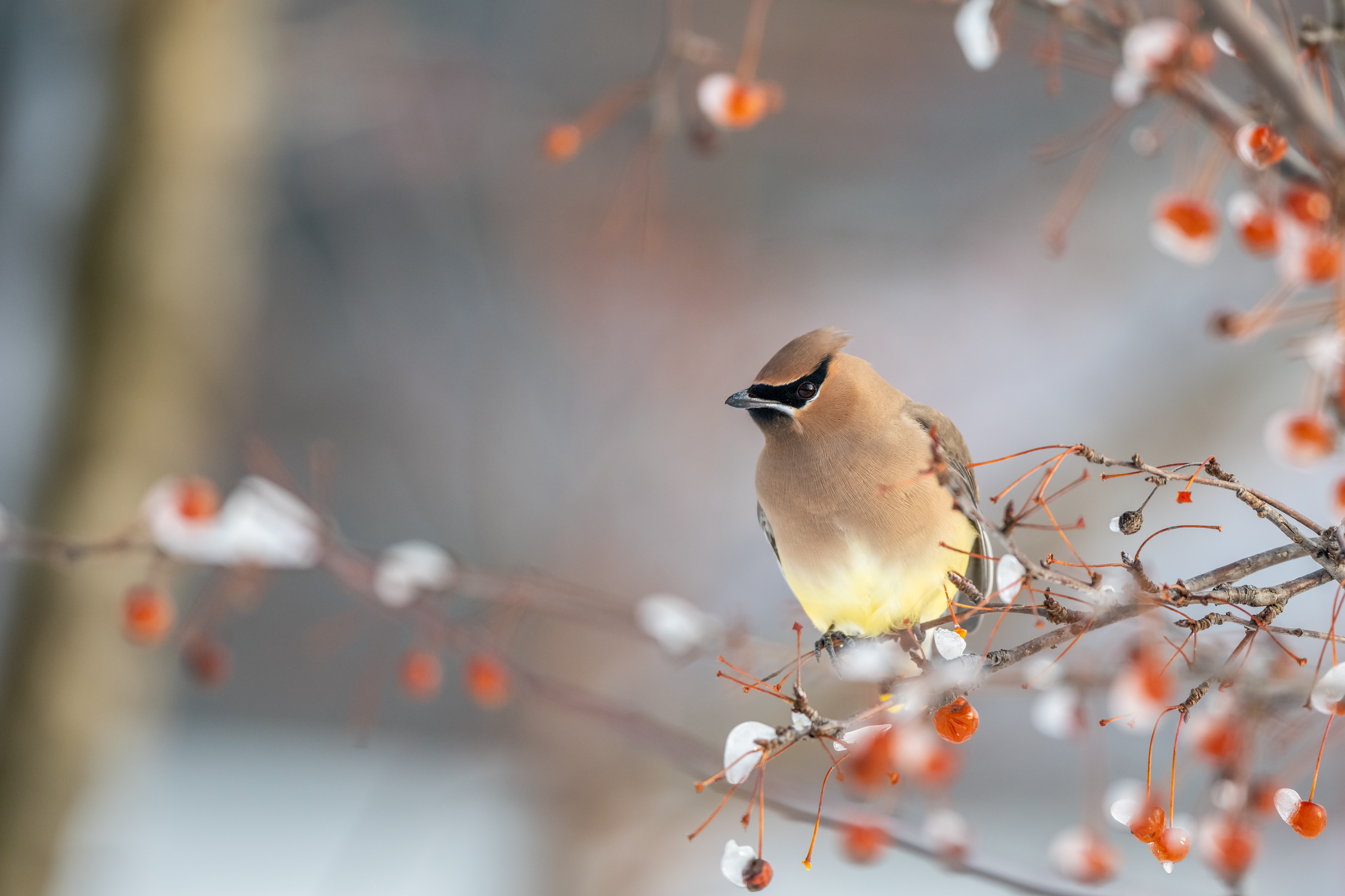 Best Cedar Waxwing Photo · 100% Free Downloads