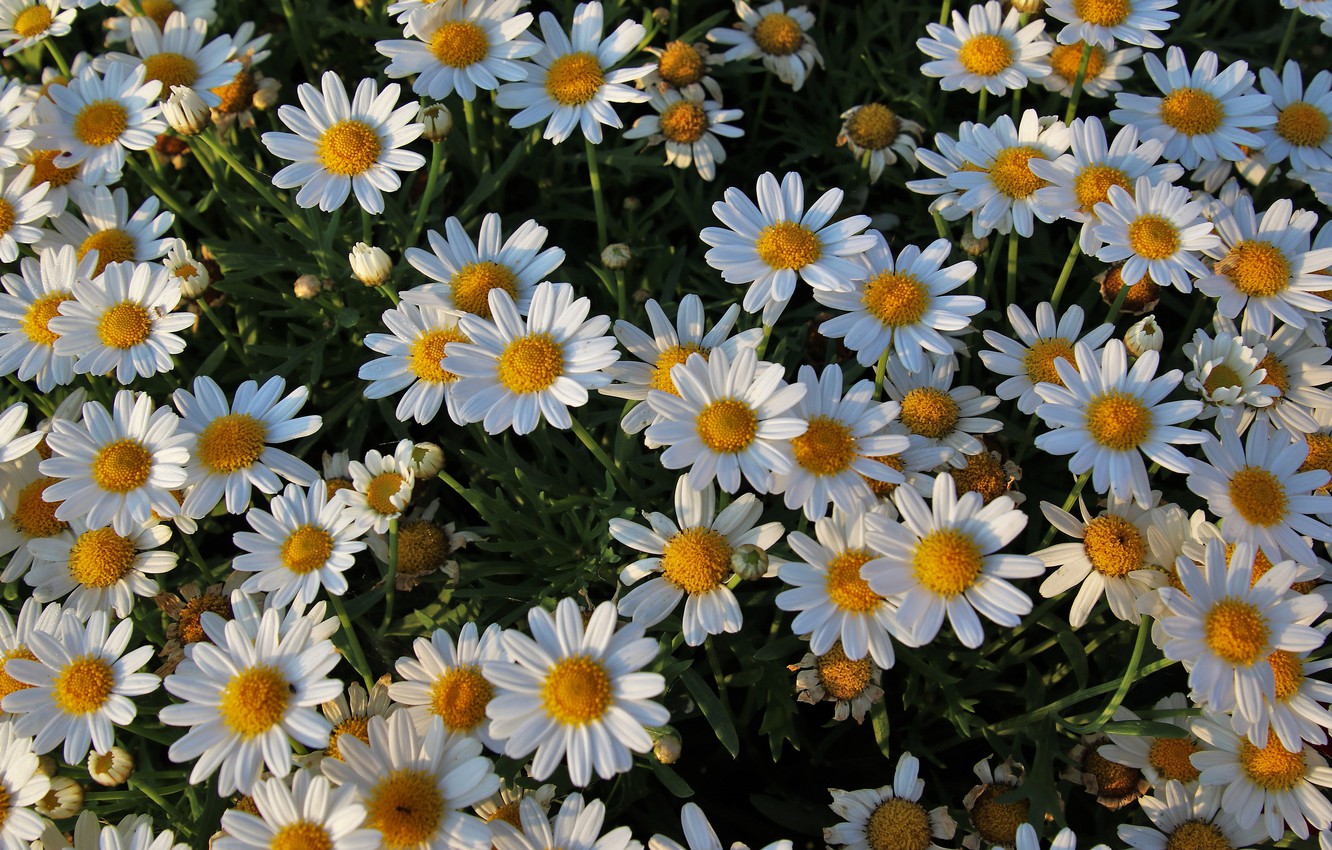 Wallpaper chamomile, white, a lot image for desktop, section цветы