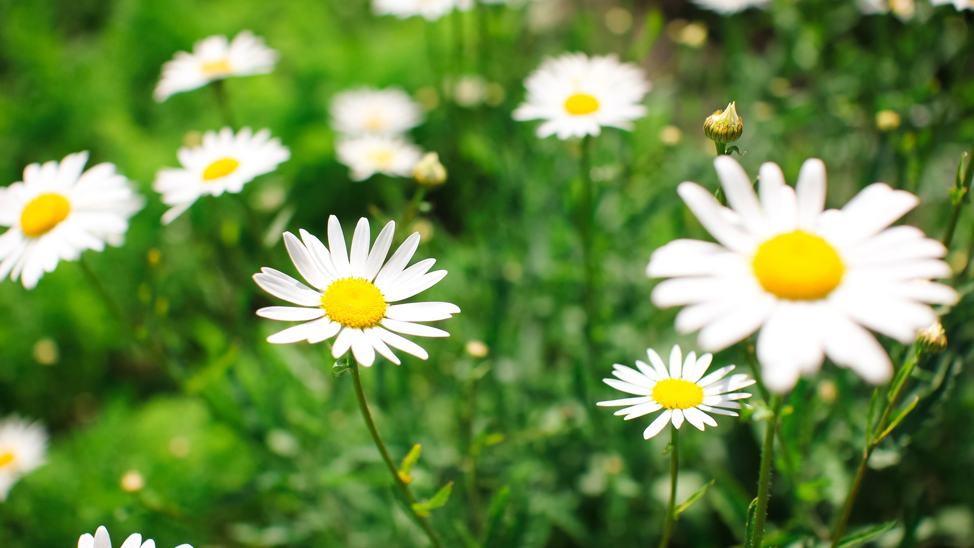Chamomile wallpaperx1080