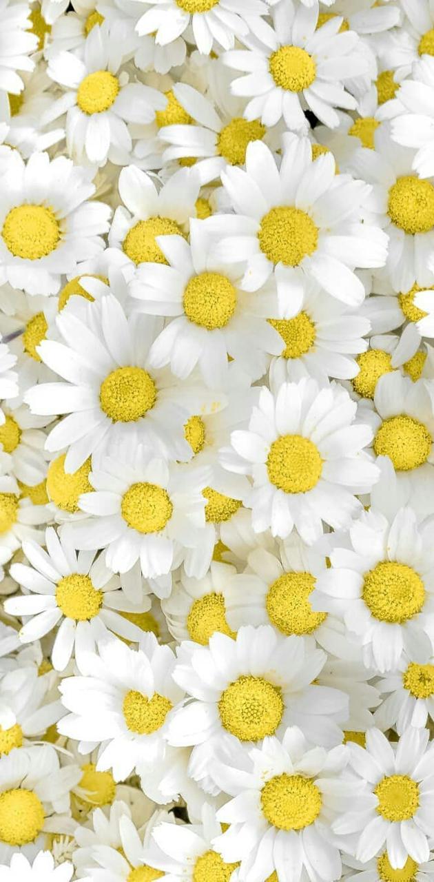 Chamomile wallpaper