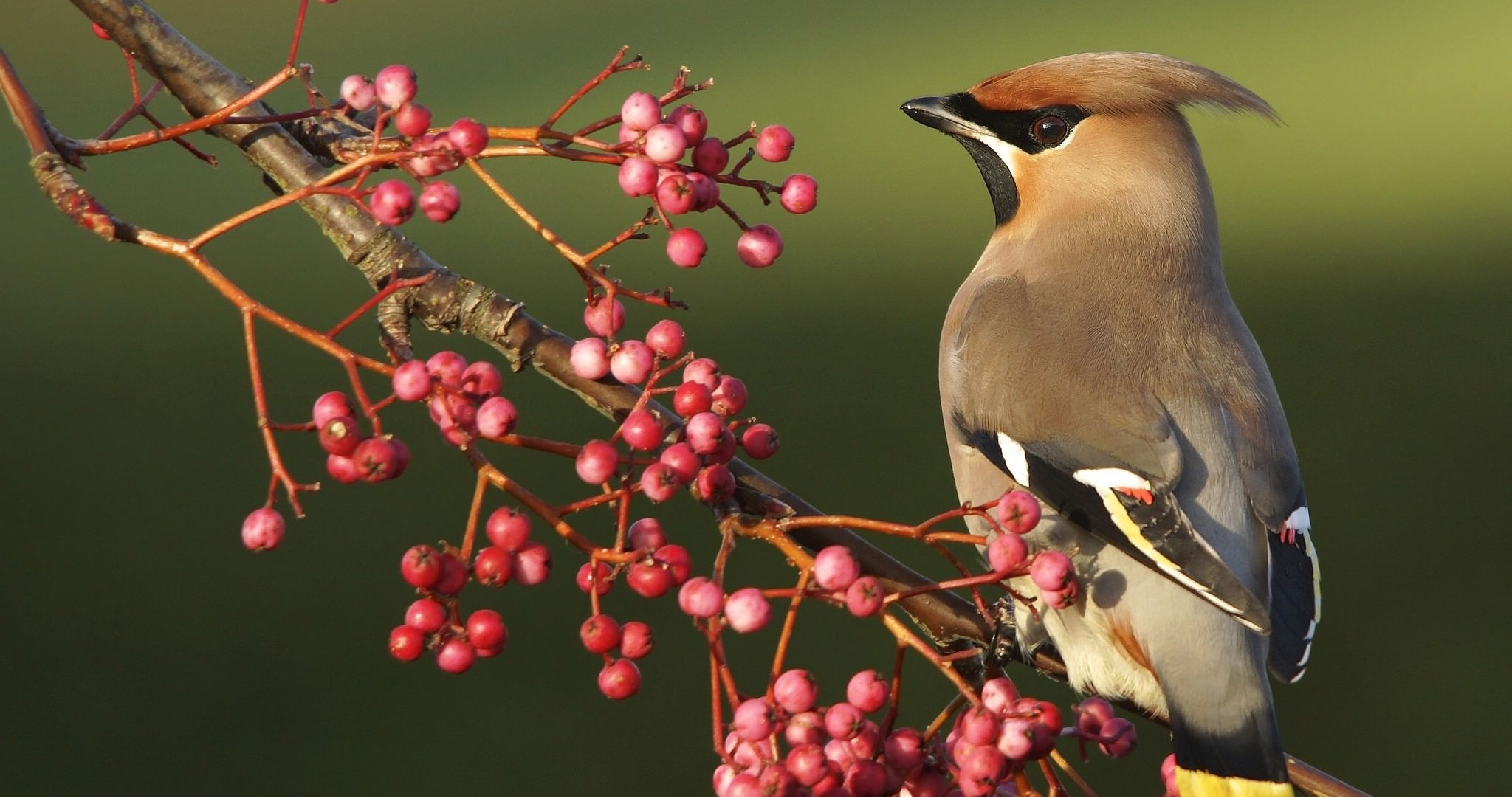 waxwing bird 4k ultra HD wallpaper High quality walls