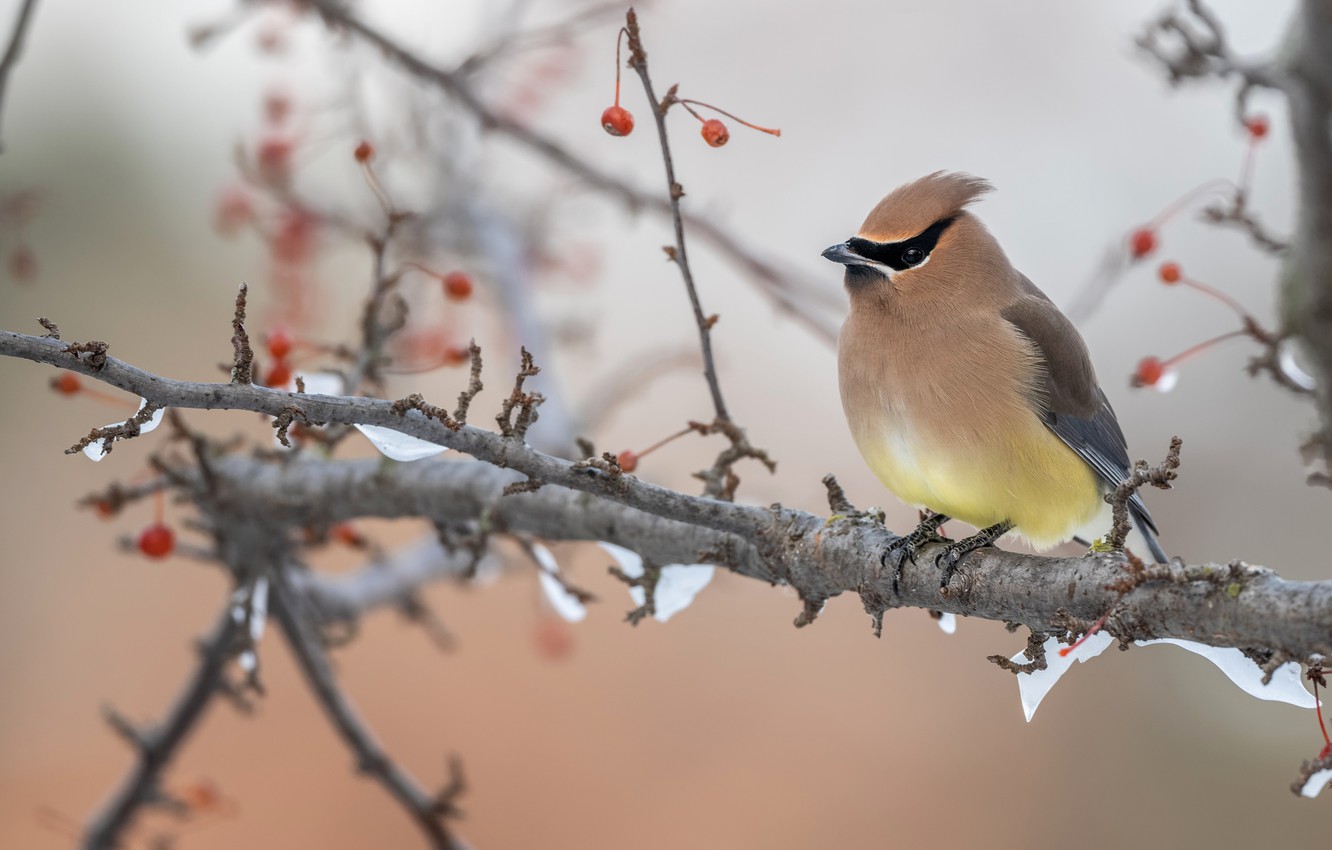 Wallpaper winter, snow, branches, berries, background, tree, bird, fruit, red, bokeh, the Waxwing, sitting on a branch image for desktop, section животные