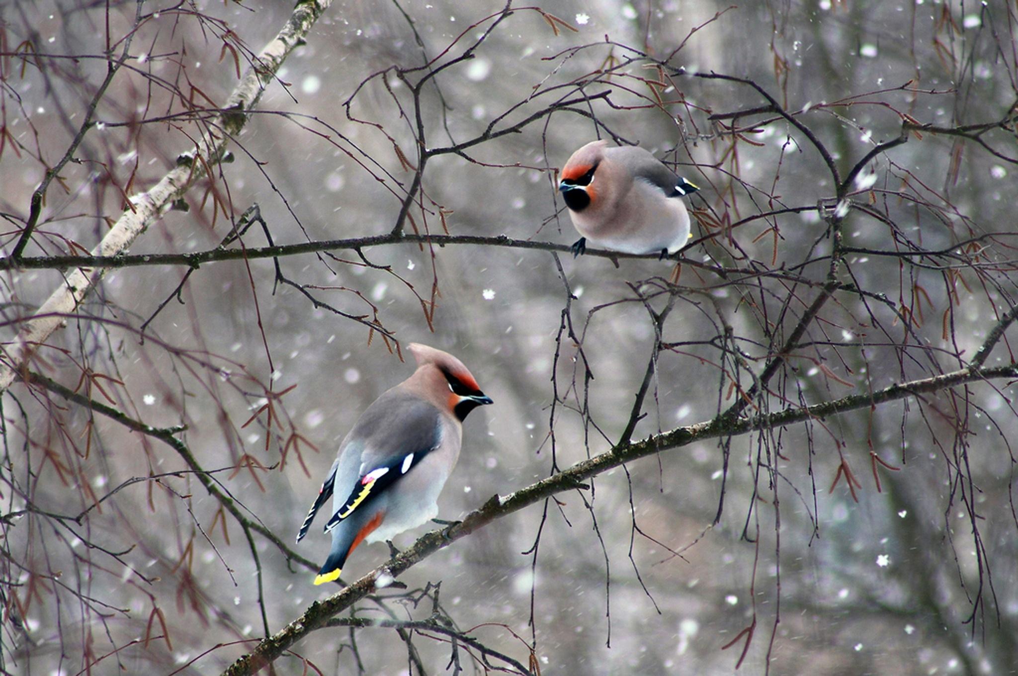 Cedar Waxwing Wallpaper