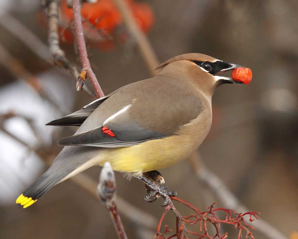 Waxwing wallpaper, Animal, HQ Waxwing pictureK Wallpaper 2019