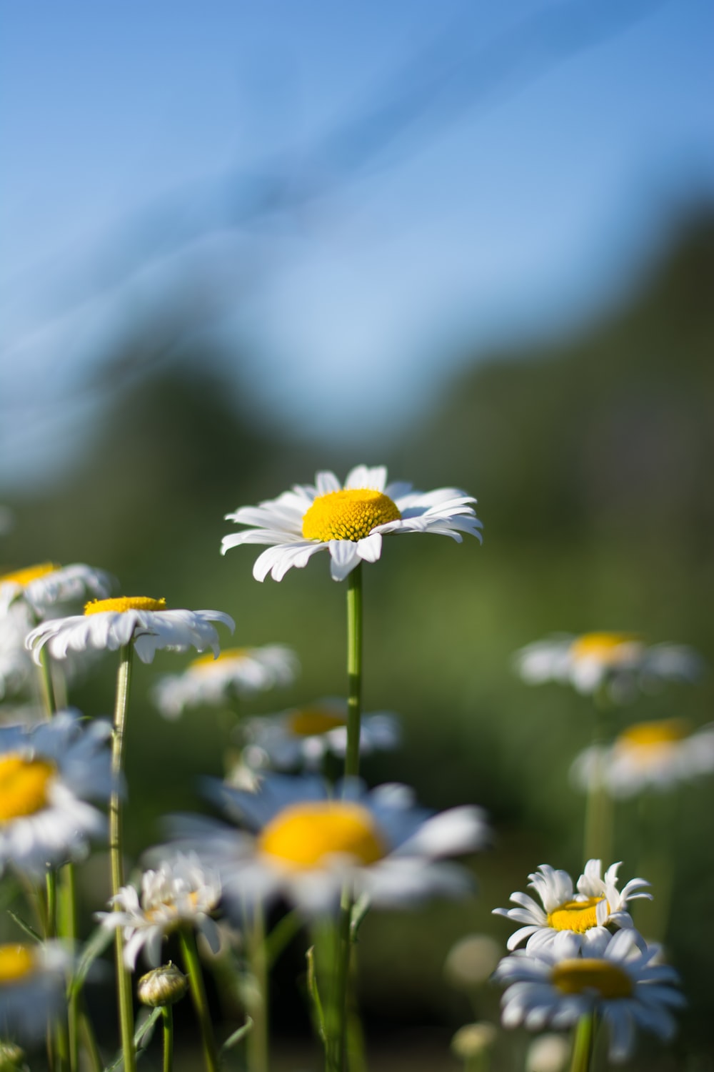 Chamomile Picture. Download Free Image
