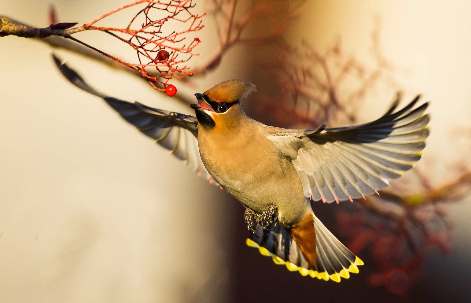 Waxwing Wallpaper Background Image. View, download, comment, and rate Ab. Flower background image, Background image, Wallpaper background