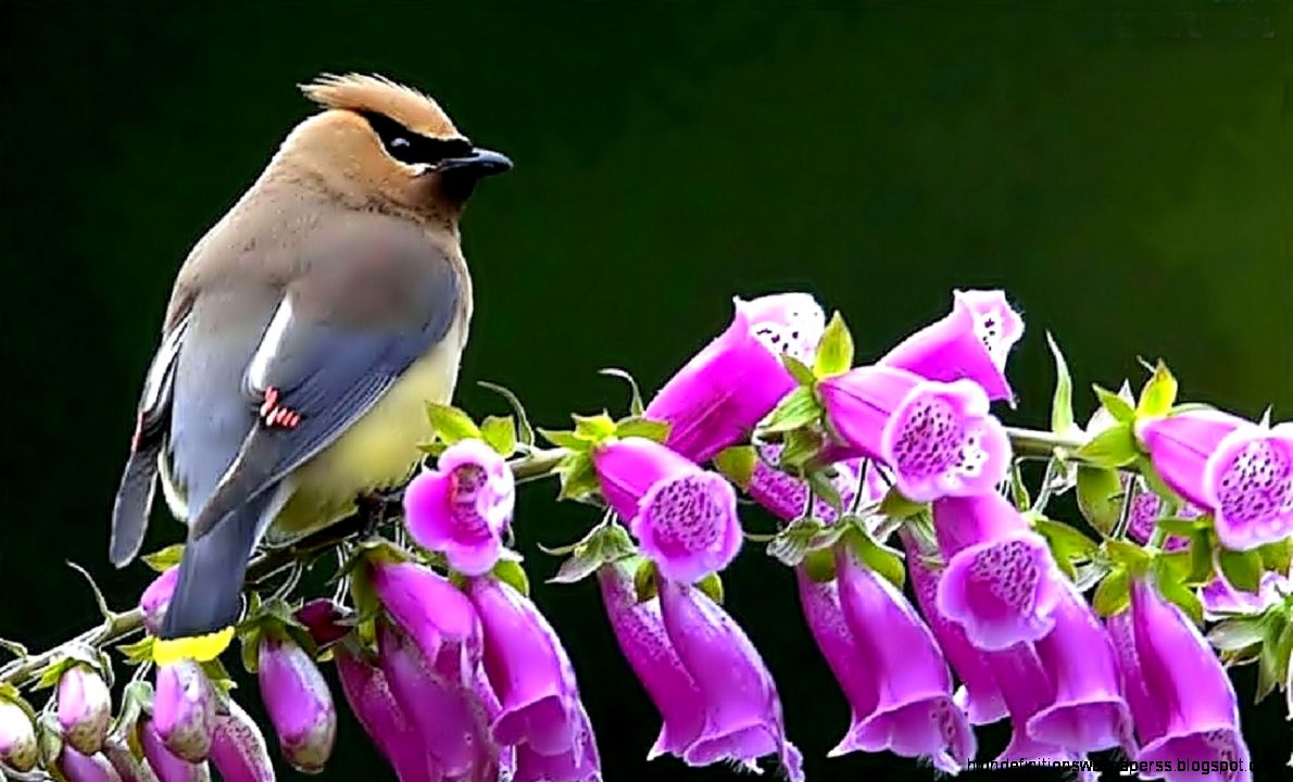 Beautiful Bird Animal Flowers Purple Foxglove Waxwing