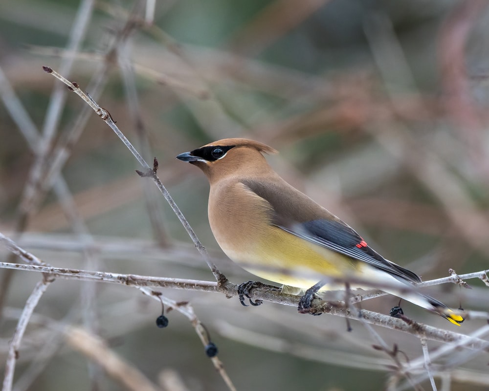 Cedar Waxwing Picture. Download Free Image