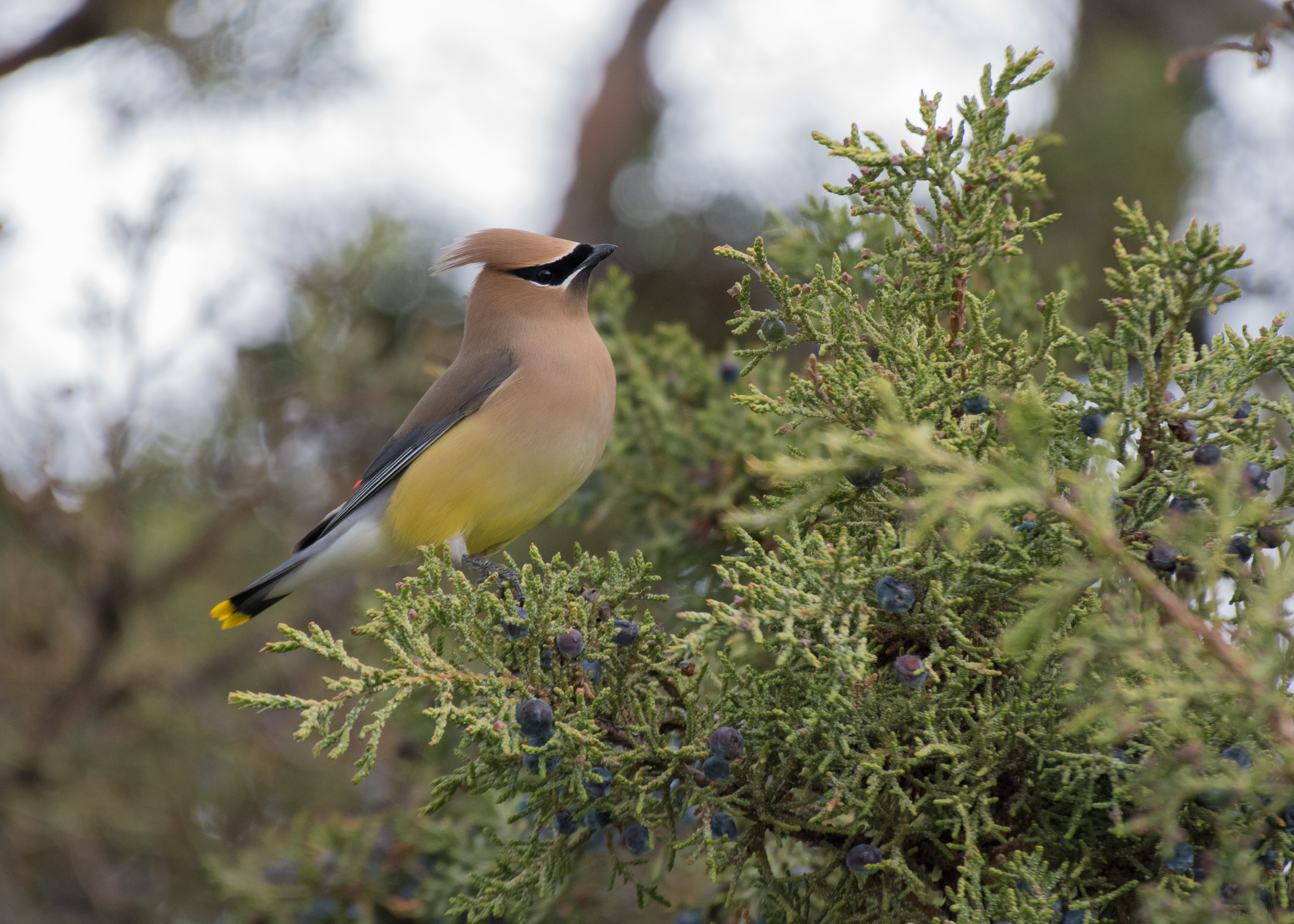 Download wallpaper 4299x3071 cedar waxwing, waxwing, bird, bush HD background
