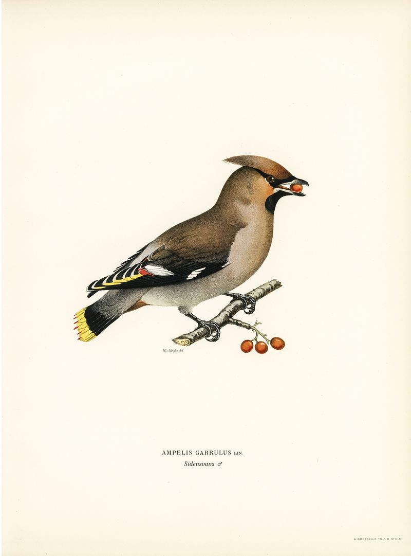 Bohemian Waxwing Image Wallpaper
