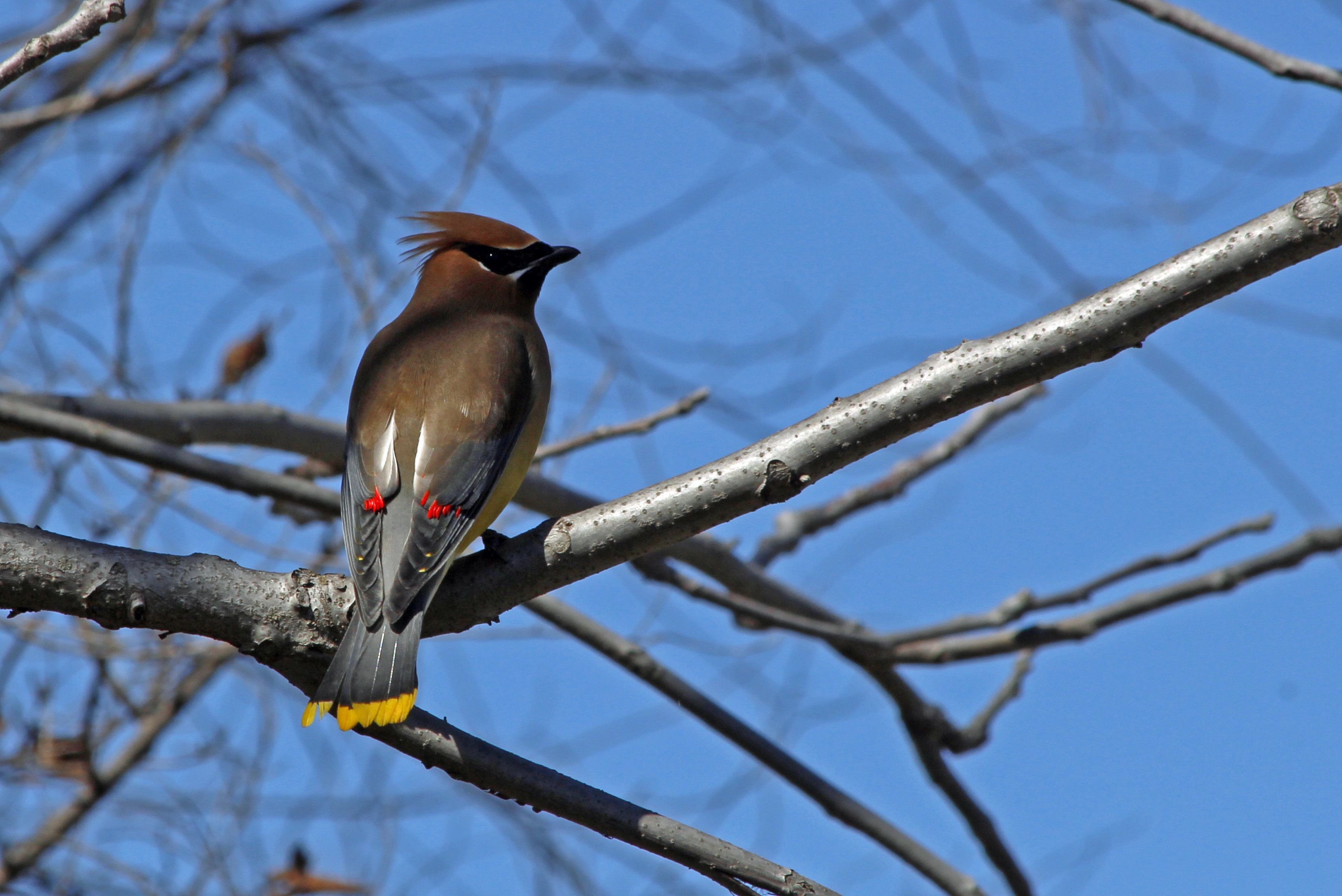 Bird Waxwing Wallpaper Desktop