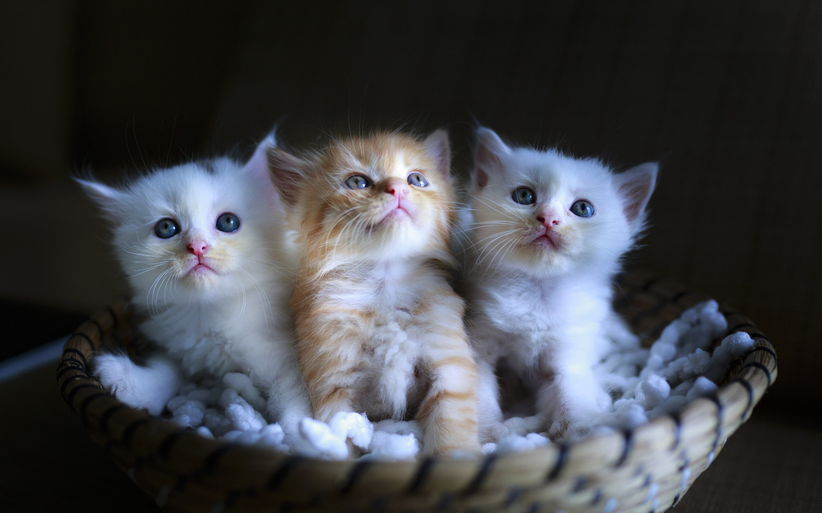 Download wallpaper: Three cute kittens 2880x1800