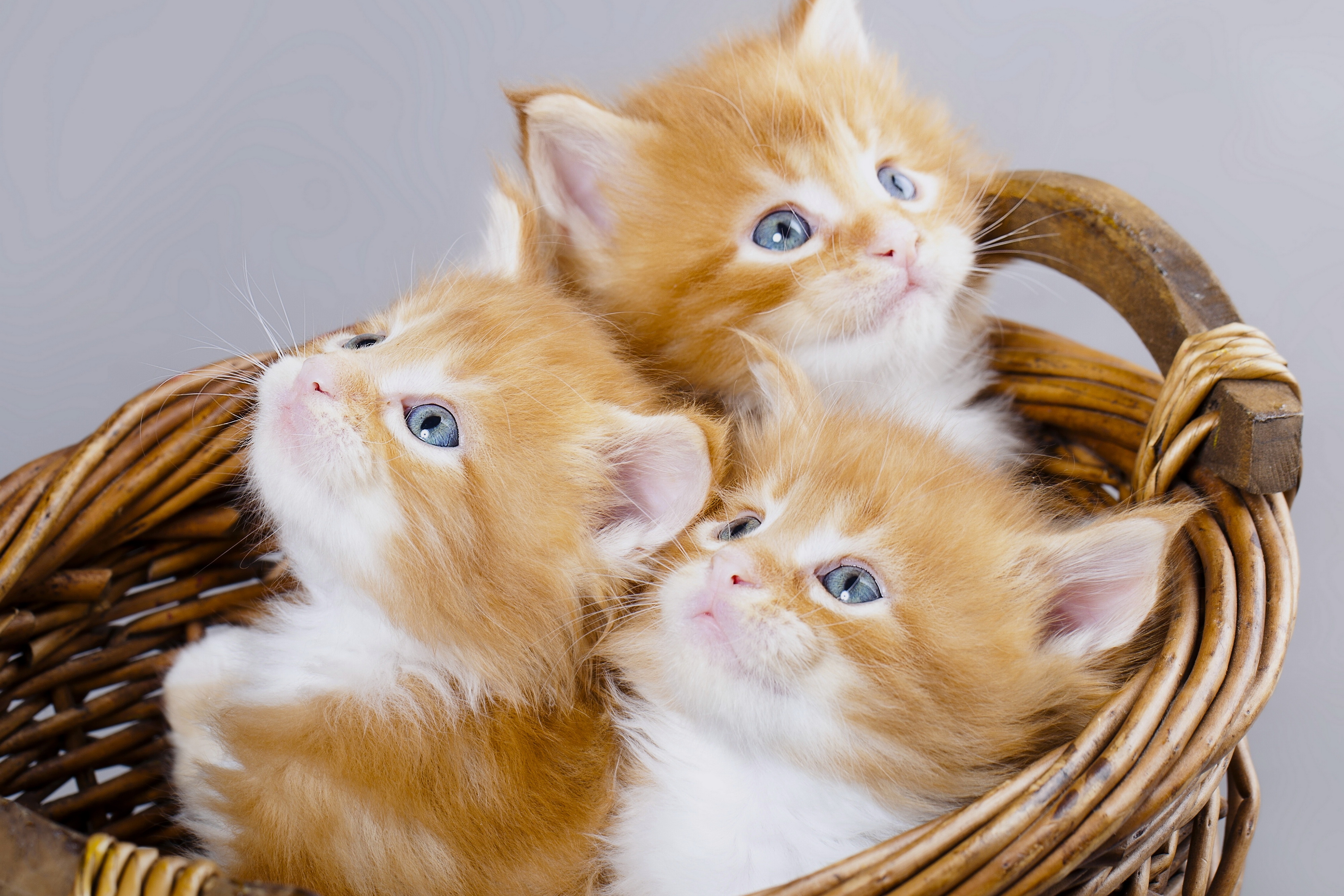 Kittens in Basket 4K wallpaper