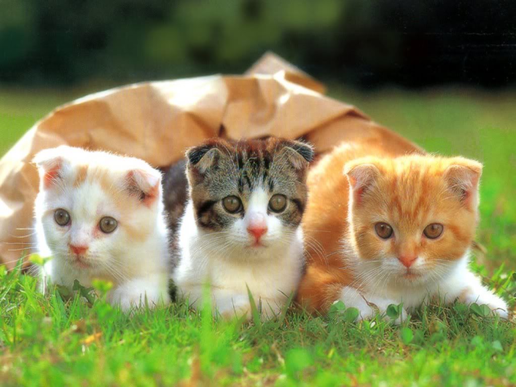 Cute Cats and Kittens Wallpaper