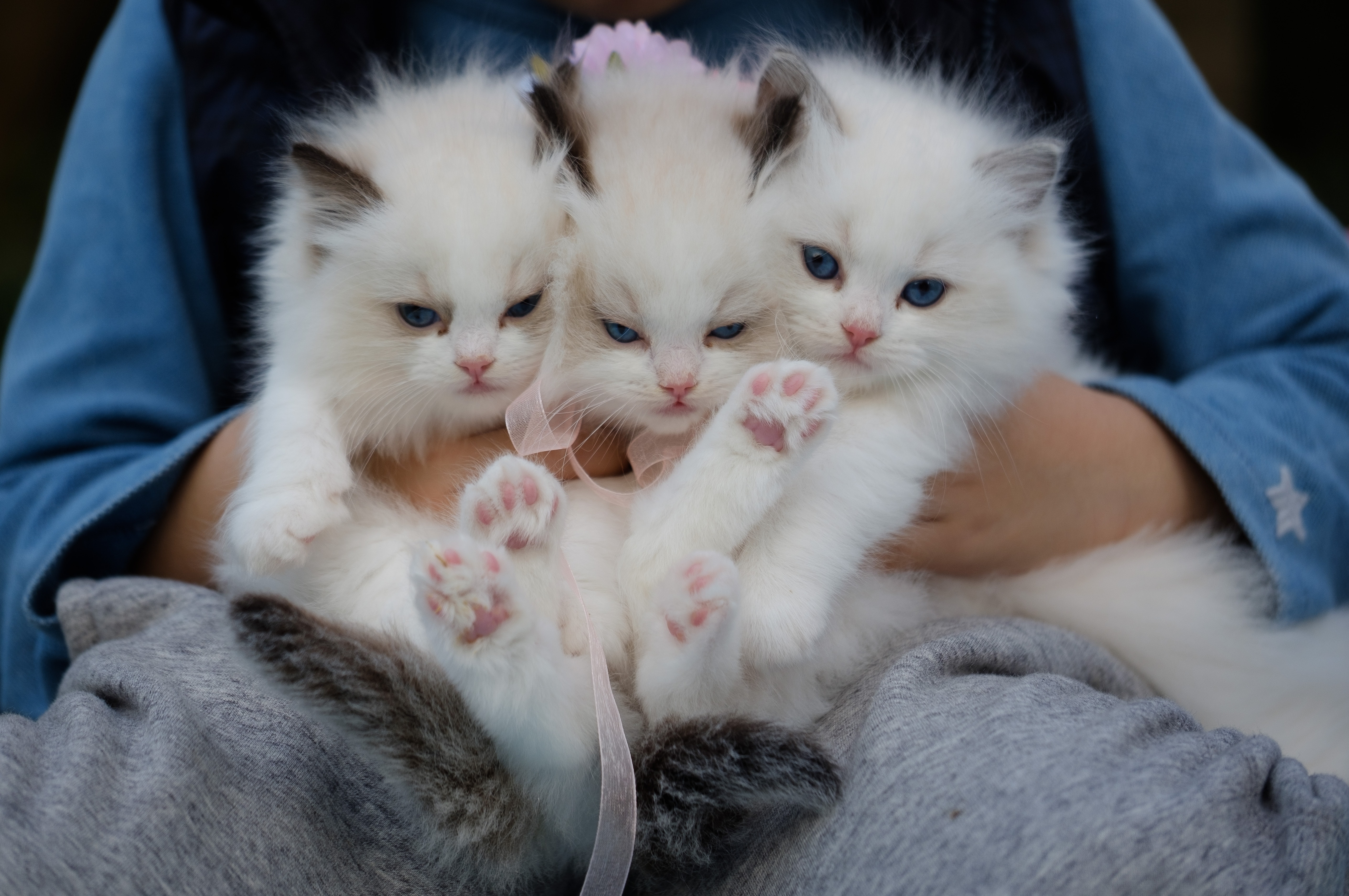 Close Up Photo Of A Hand Holding Three White Kittens · Free
