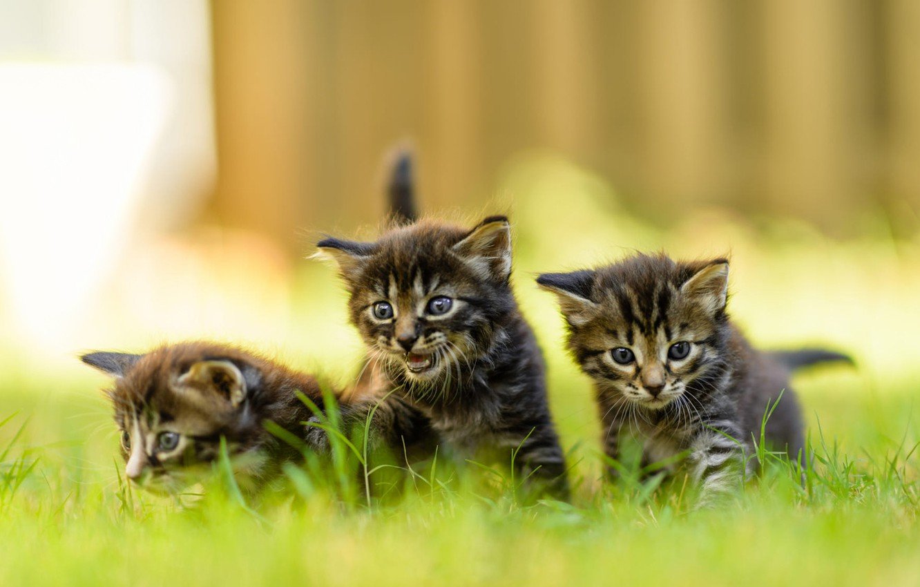 3 Kittens Wallpapers - Wallpaper Cave