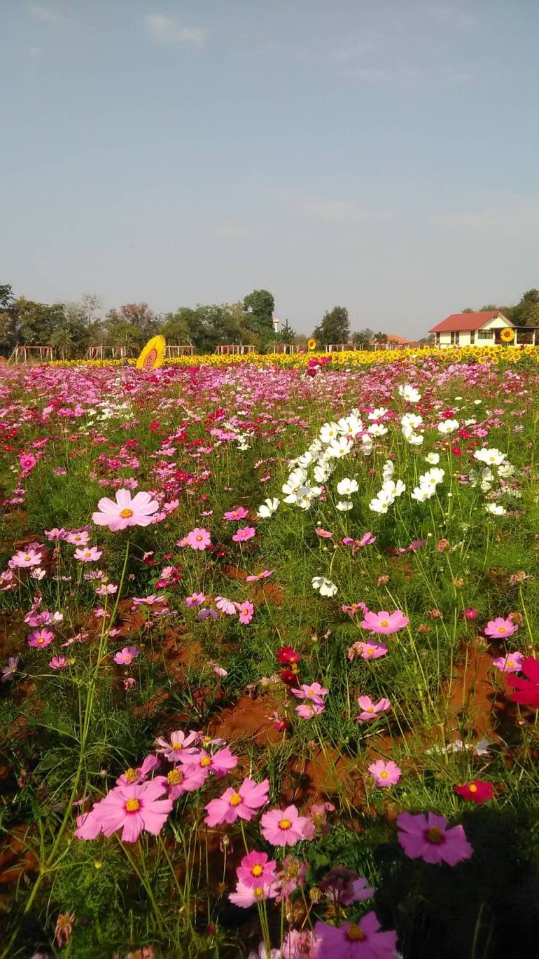 Wild Flower Field Wallpaper