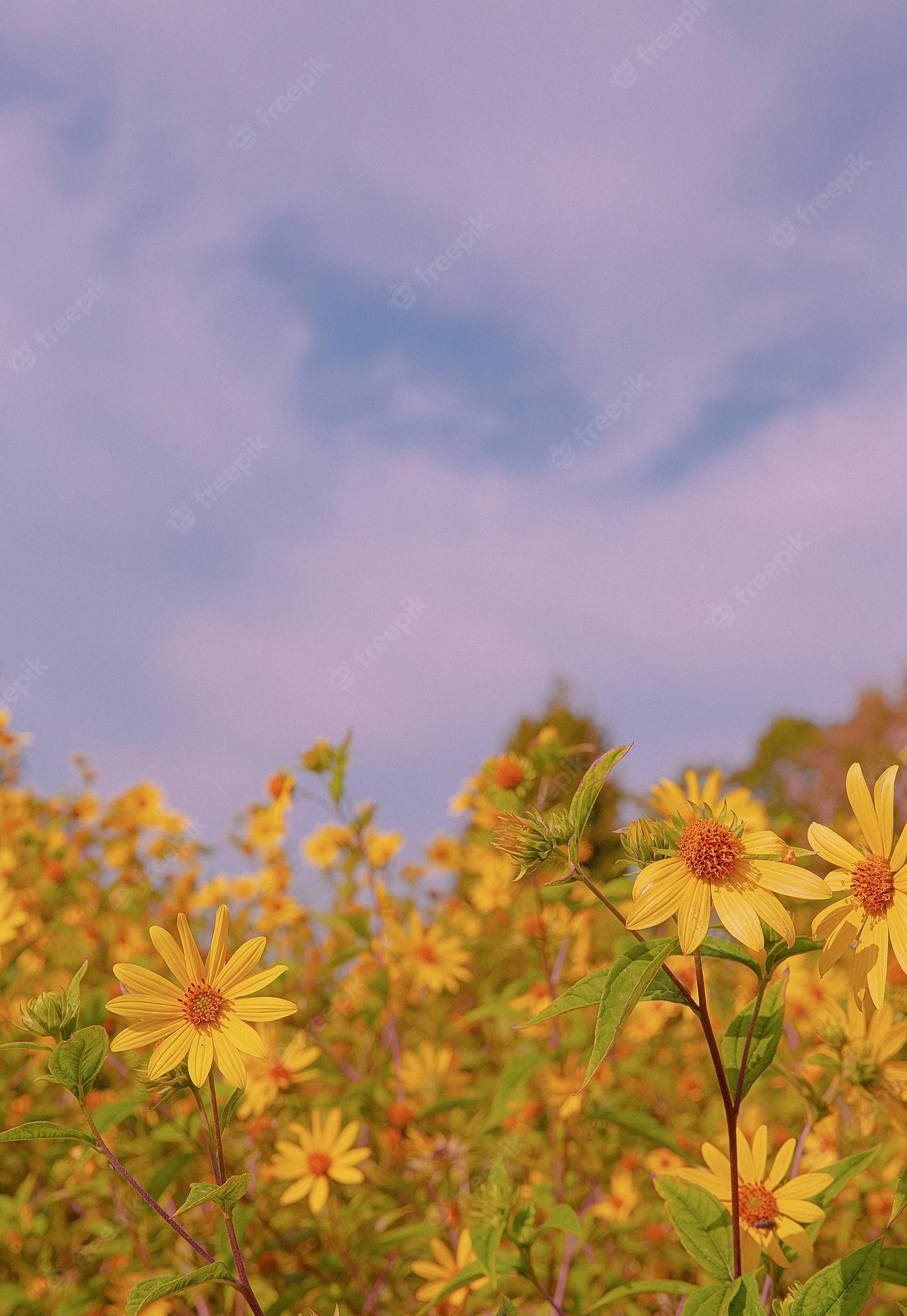 Premium Photo. Eco, nature, plant lover background. yellow flower aesthetic wallpaper. summer time concept