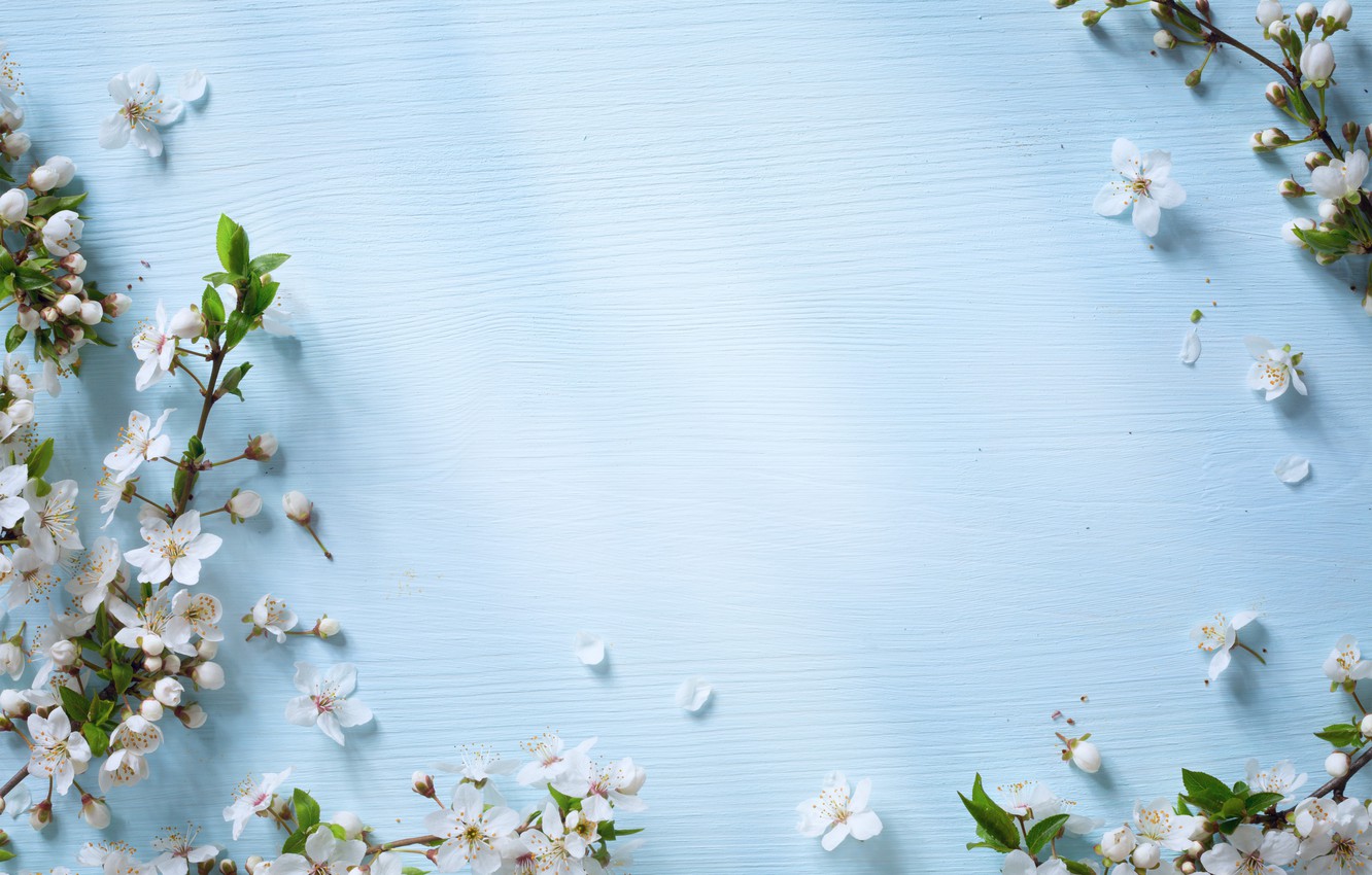 Wallpaper flowers, spring, Apple, wood, blue, blossom, flowers, spring image for desktop, section цветы