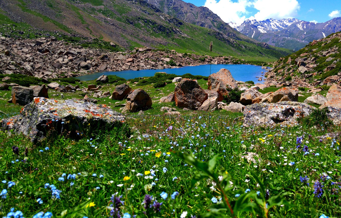 Горный алтай фото цветы