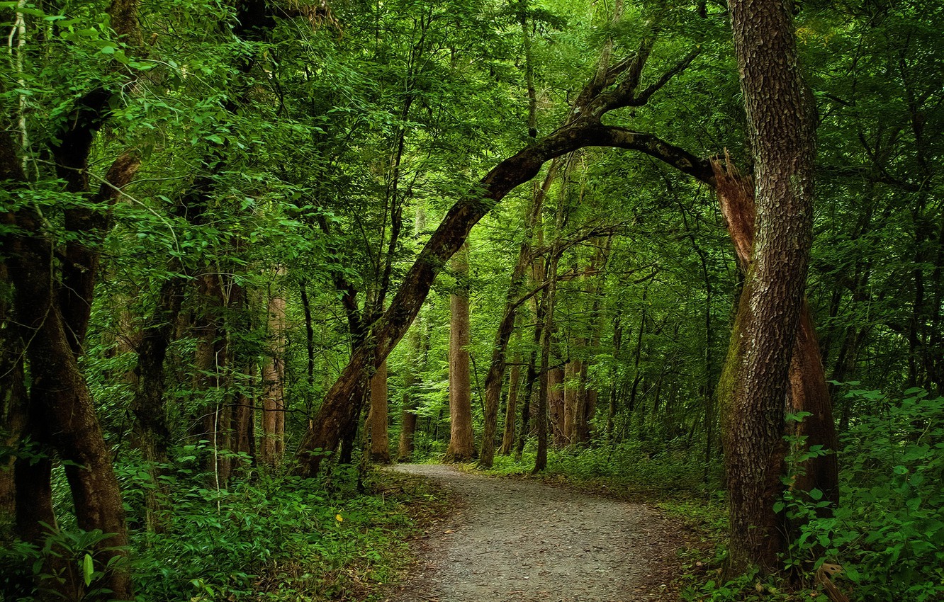 Wallpaper greens, forest, summer, path image for desktop, section природа