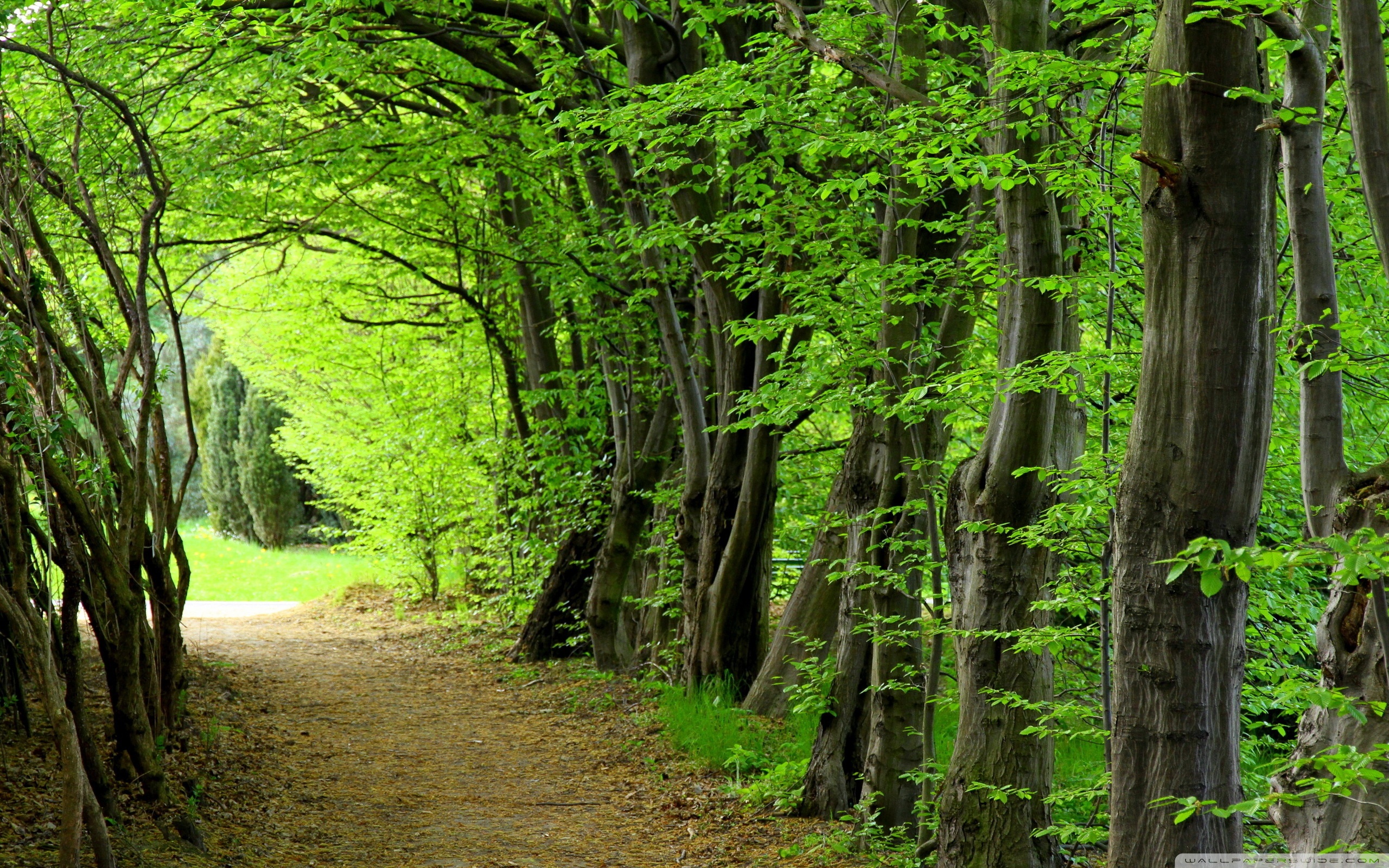 Forest Path, Summer Ultra HD Desktop Background Wallpaper for 4K UHD TV, Multi Display, Dual Monitor, Tablet