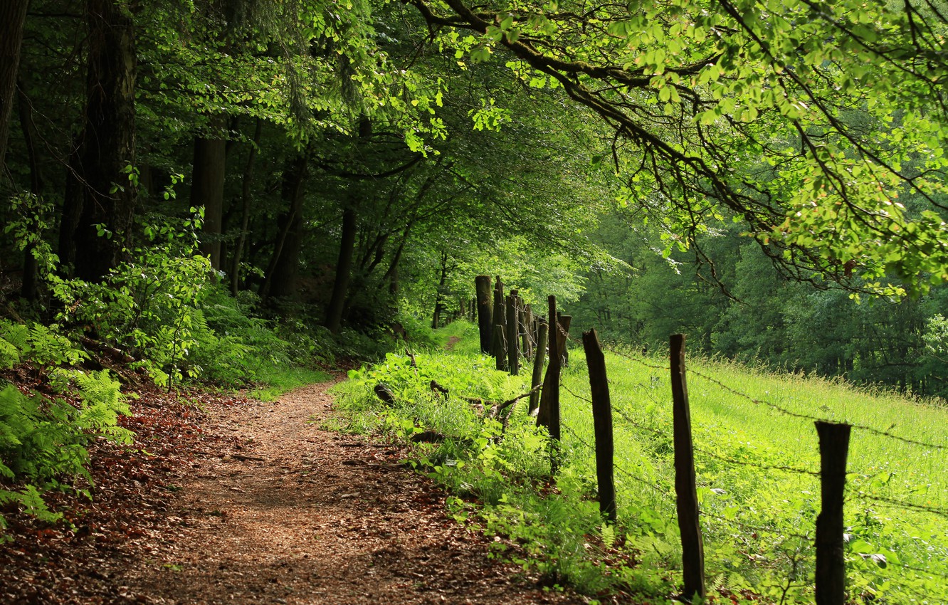 Wallpaper Forest, Summer, Trail, Nature, Summer, Green Day, Forest, Path, Green forest image for desktop, section природа