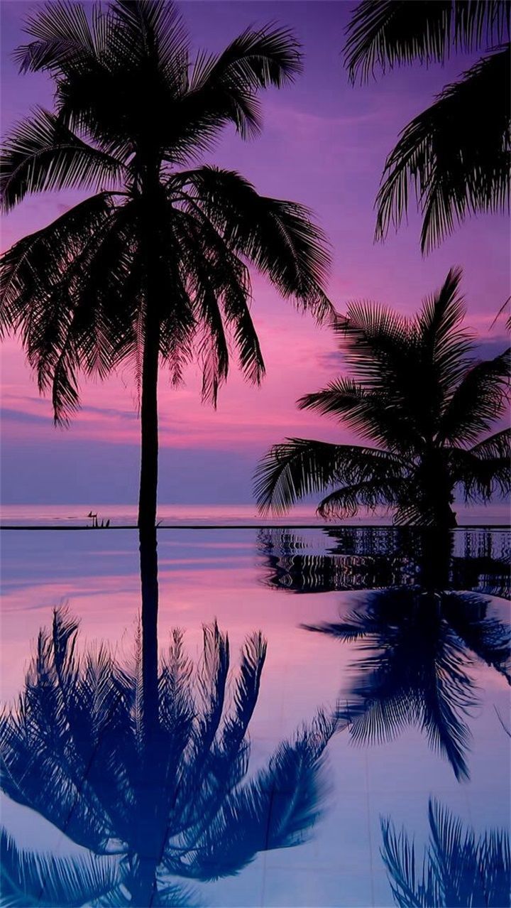 Free download Beautiful sunset palm trees iphone wallpaper iPhone  backgrounds 744x1392 for your Desktop Mobile  Tablet  Explore 23 Palm  Trees Wallpapers  Palm Trees Wallpaper Trees Wallpaper Scarface Wallpaper  Palm Trees