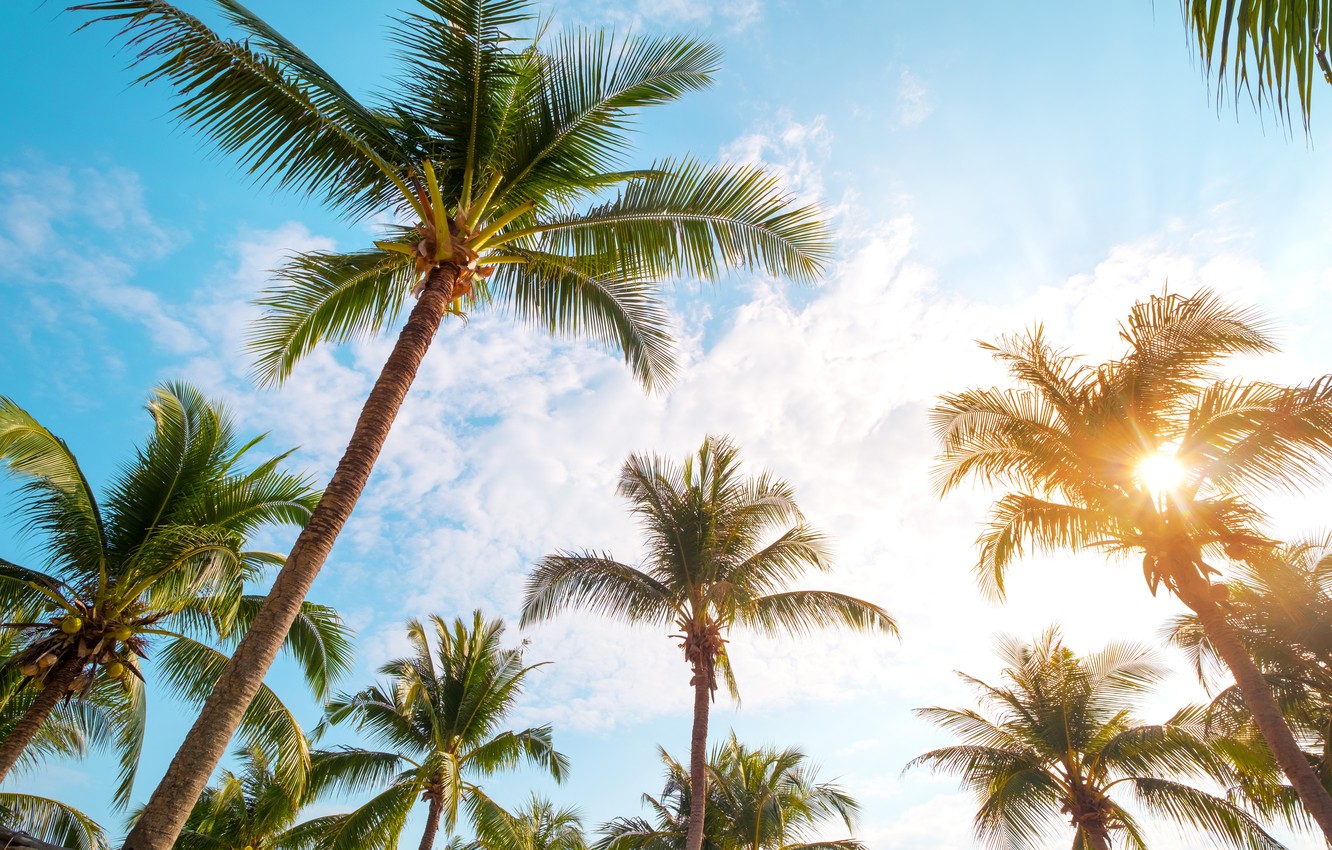 Wallpaper beach, summer, the sky, palm trees, shore, summer, beach, seascape, beautiful, paradise, palms, tropical image for desktop, section пейзажи