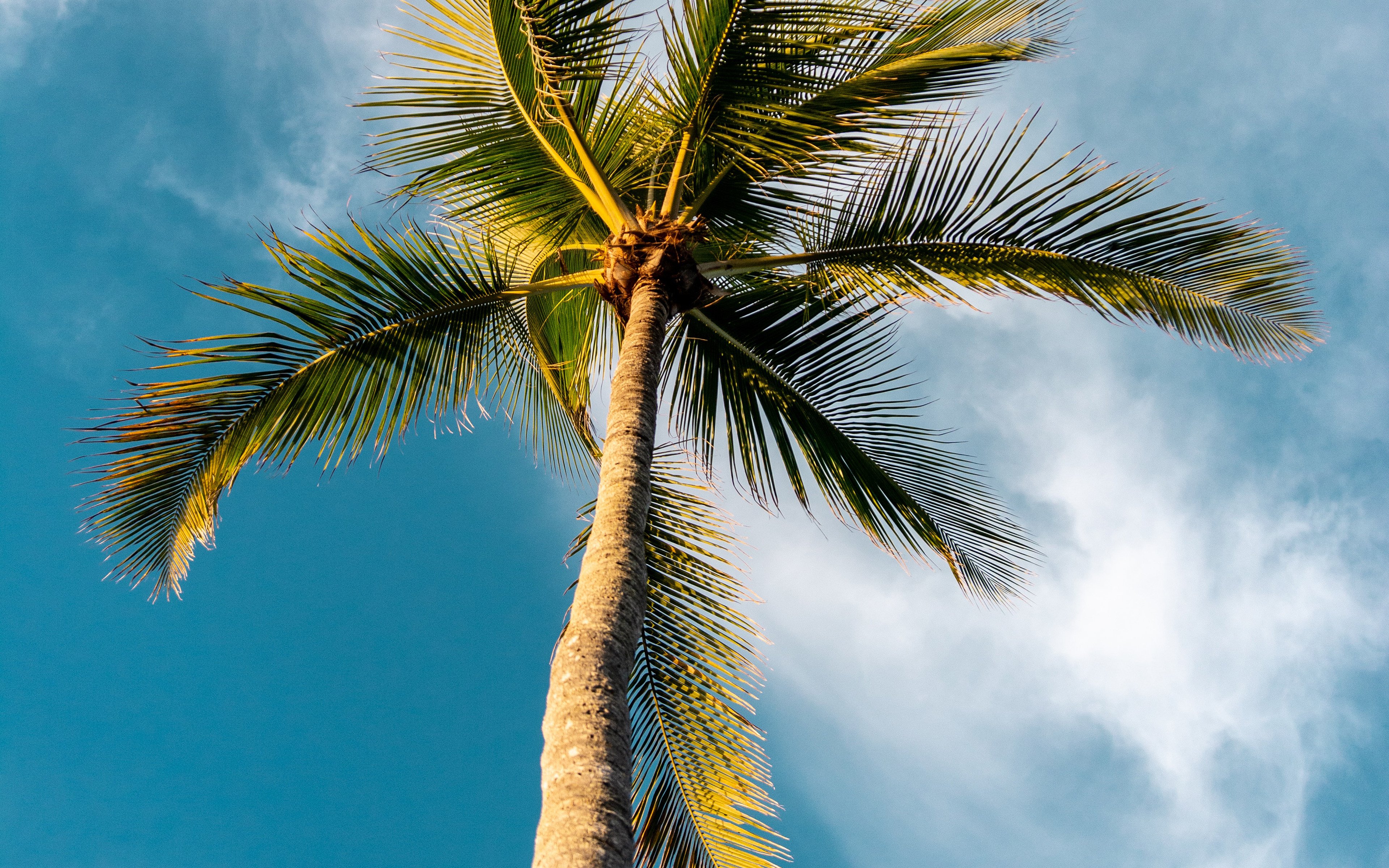 Tree Summer Palm Sky Sunny Nature Wallpaper