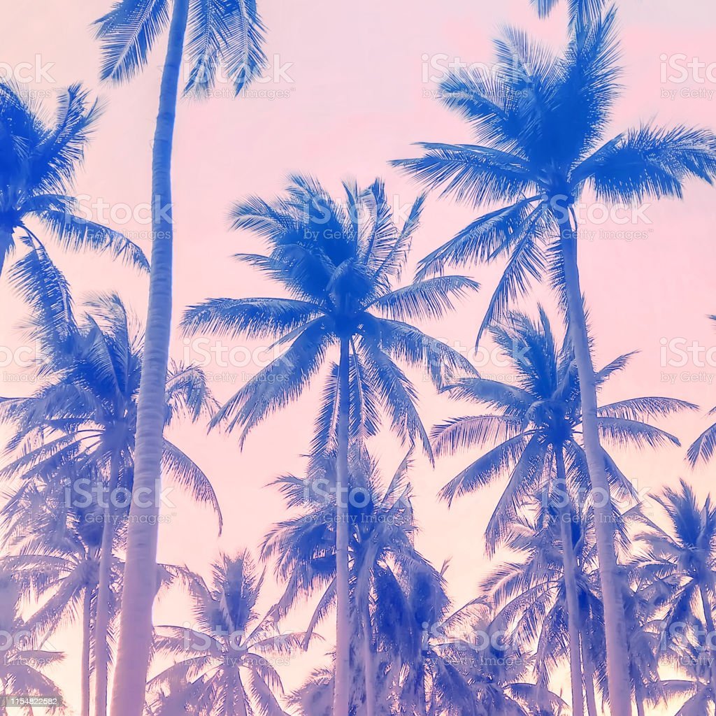 Palm Trees Abstract Background Summer Vacation And Nature Travel Adventure Concept Vintage Tone Filter Effect Color Style Image Now