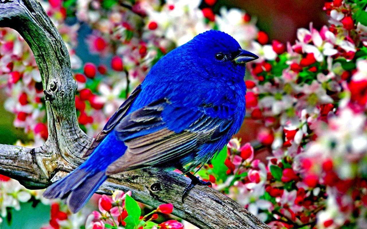 Pretty Blue Bird Wallpapers - Wallpaper Cave