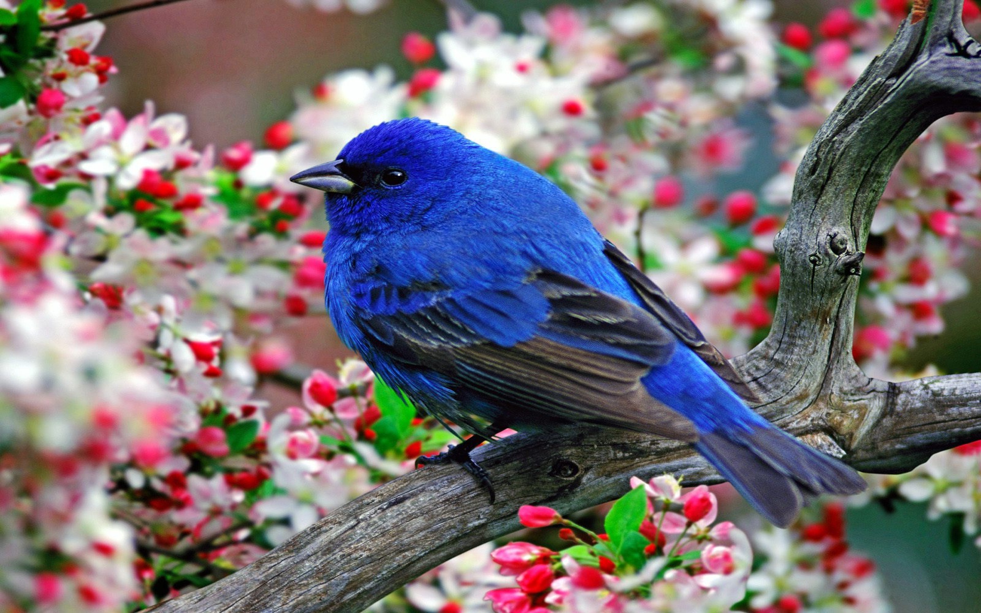 Blue Bird Flying HD Wallpaper For Desktop, Pc Mobile Blue And Black