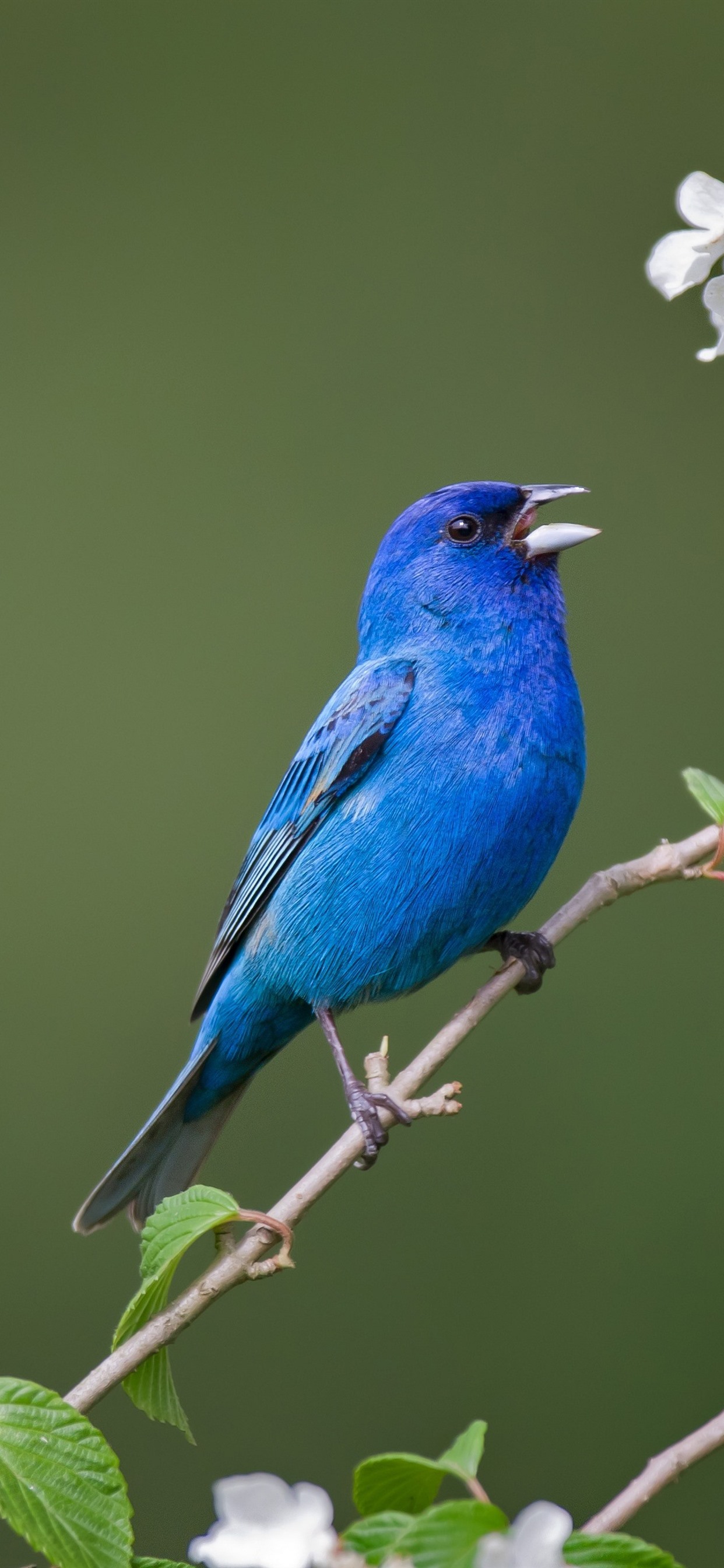 Blue Bird, White Flowers 1242x2688 IPhone 11 Pro XS Max Wallpaper, Background, Picture, Image