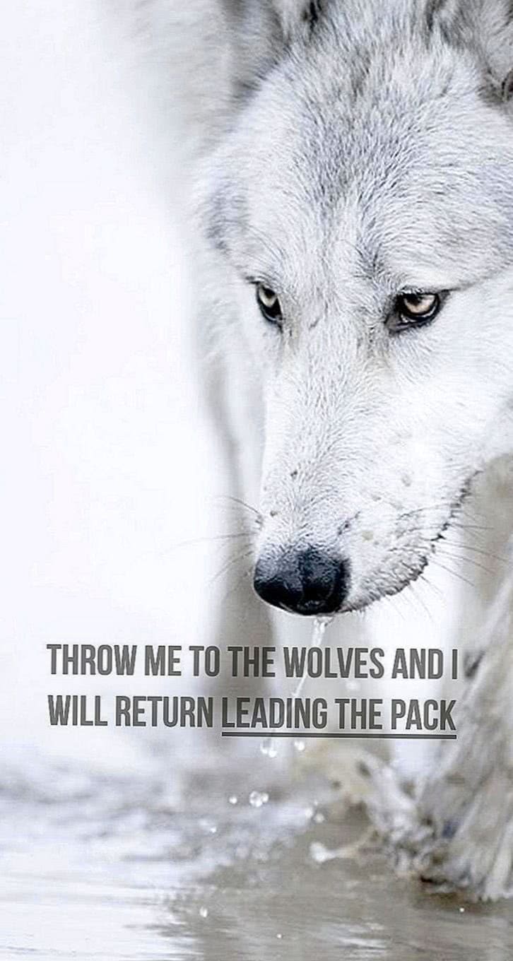 Wolf Sayings Wallpaper