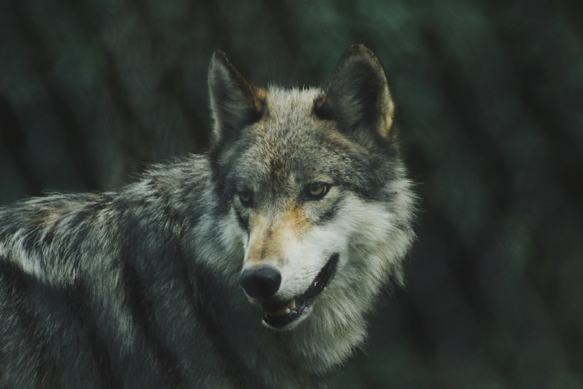 Strong Wolf Quotes and Sayings To Awaken Your Inner Animal