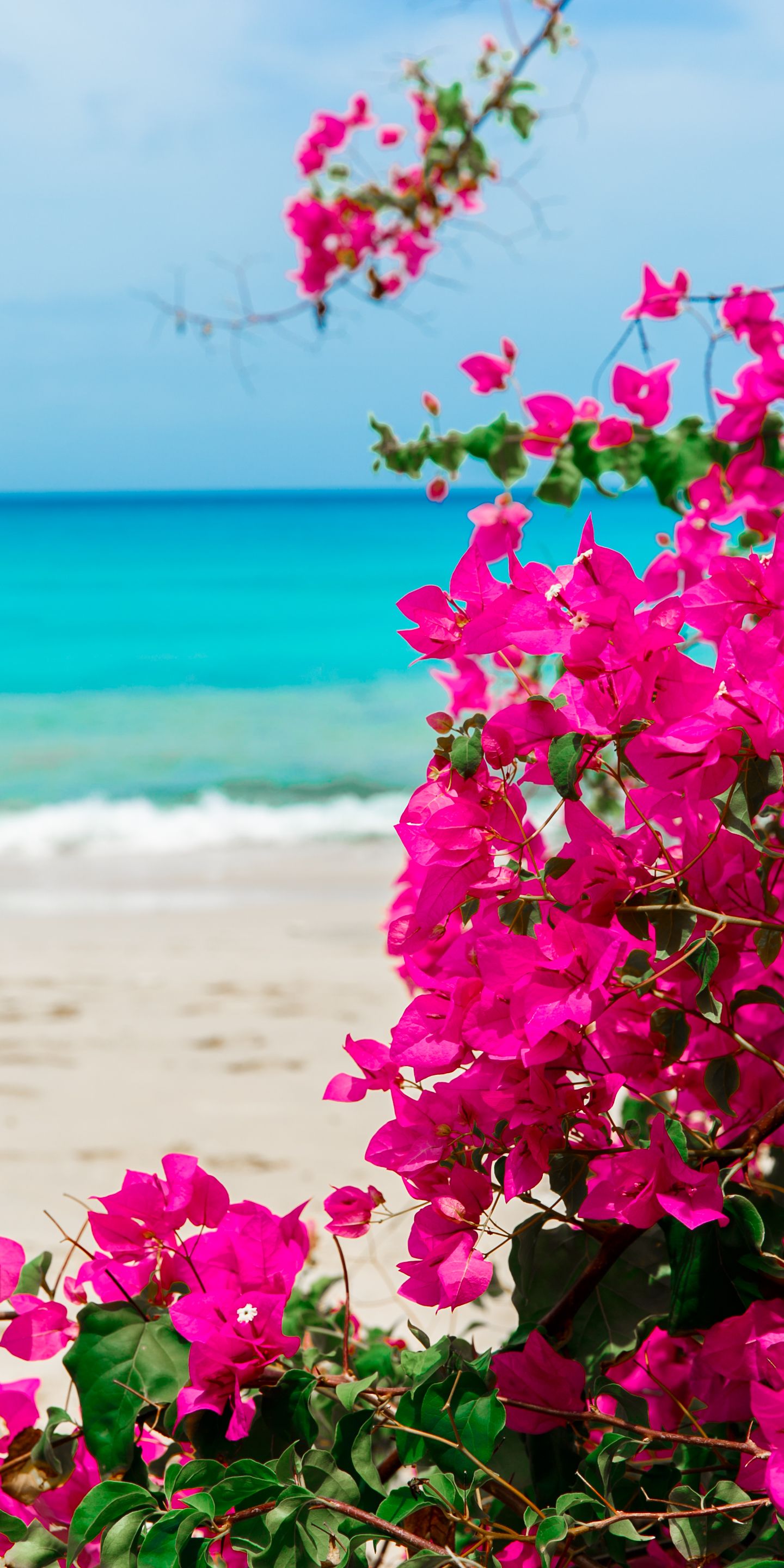 The Lone Star on the Beach, Barbados. Turquoise Caribbean Sea. #sponsored. Flower background, Summer wallpaper, Flower phone wallpaper