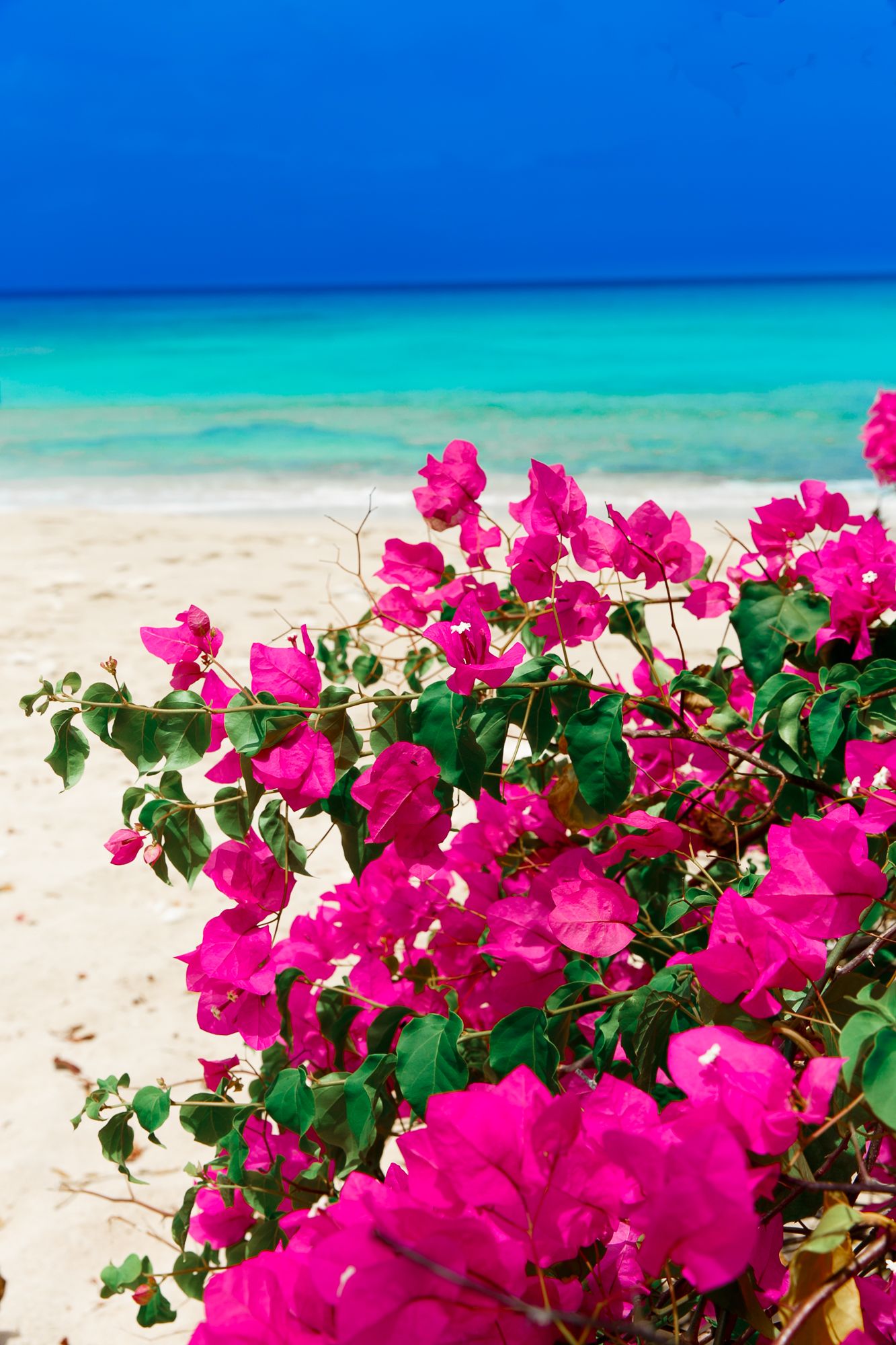 Bougainvillea Flower And Sea