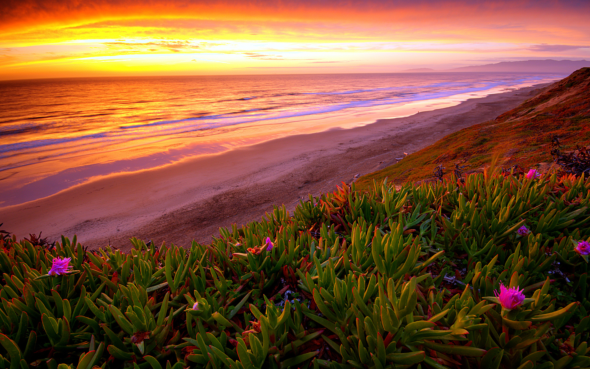 beach, Ocean, Sunset, Plant, Flowers, Shore, Coast, Sea, Waves, Sky, Clouds, Landscapes, Hills Wallpaper HD / Desktop and Mobile Background