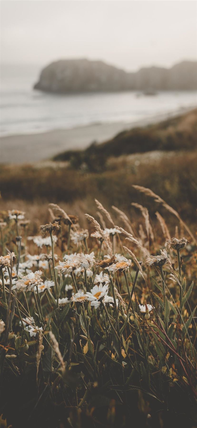 Flowers at the Beach iPhone X Wallpaper Free Download