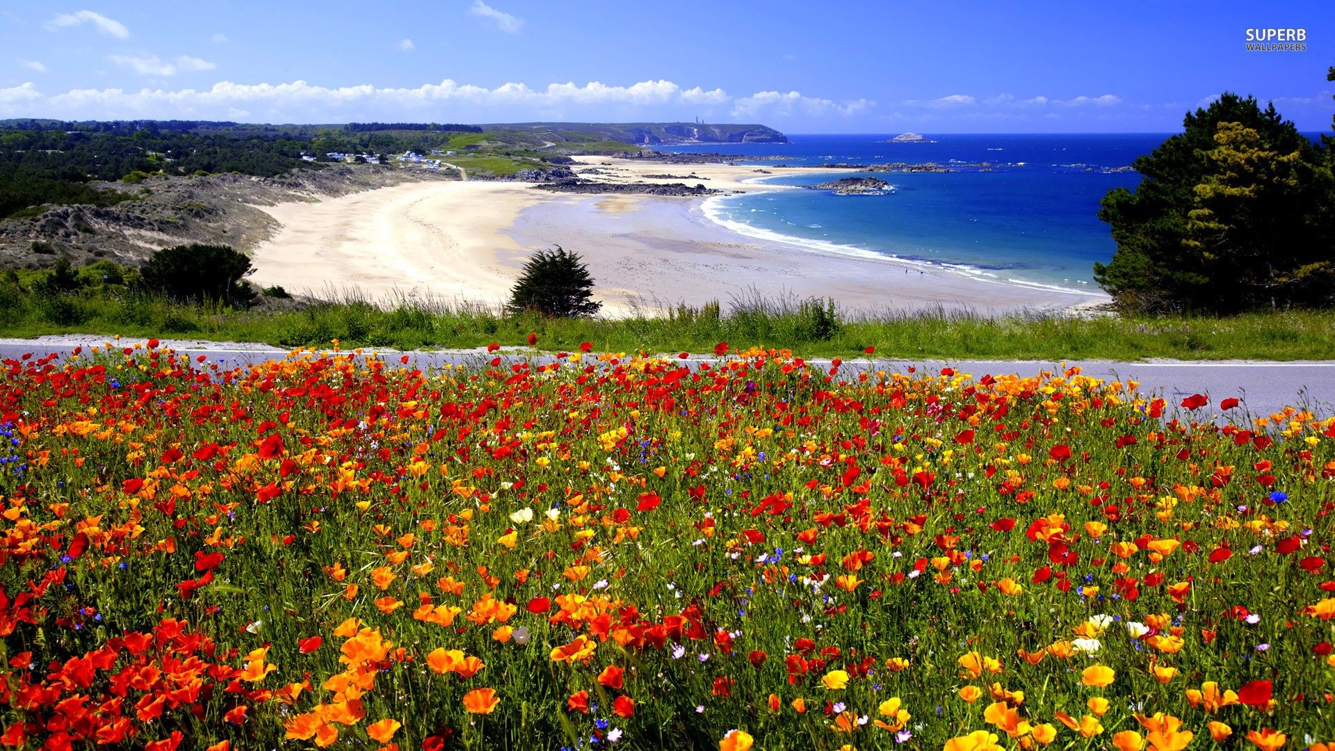 Flowers Gorgeous Flowery Beach Colorful Ocean Road Sky Wallpaper HD (2022)