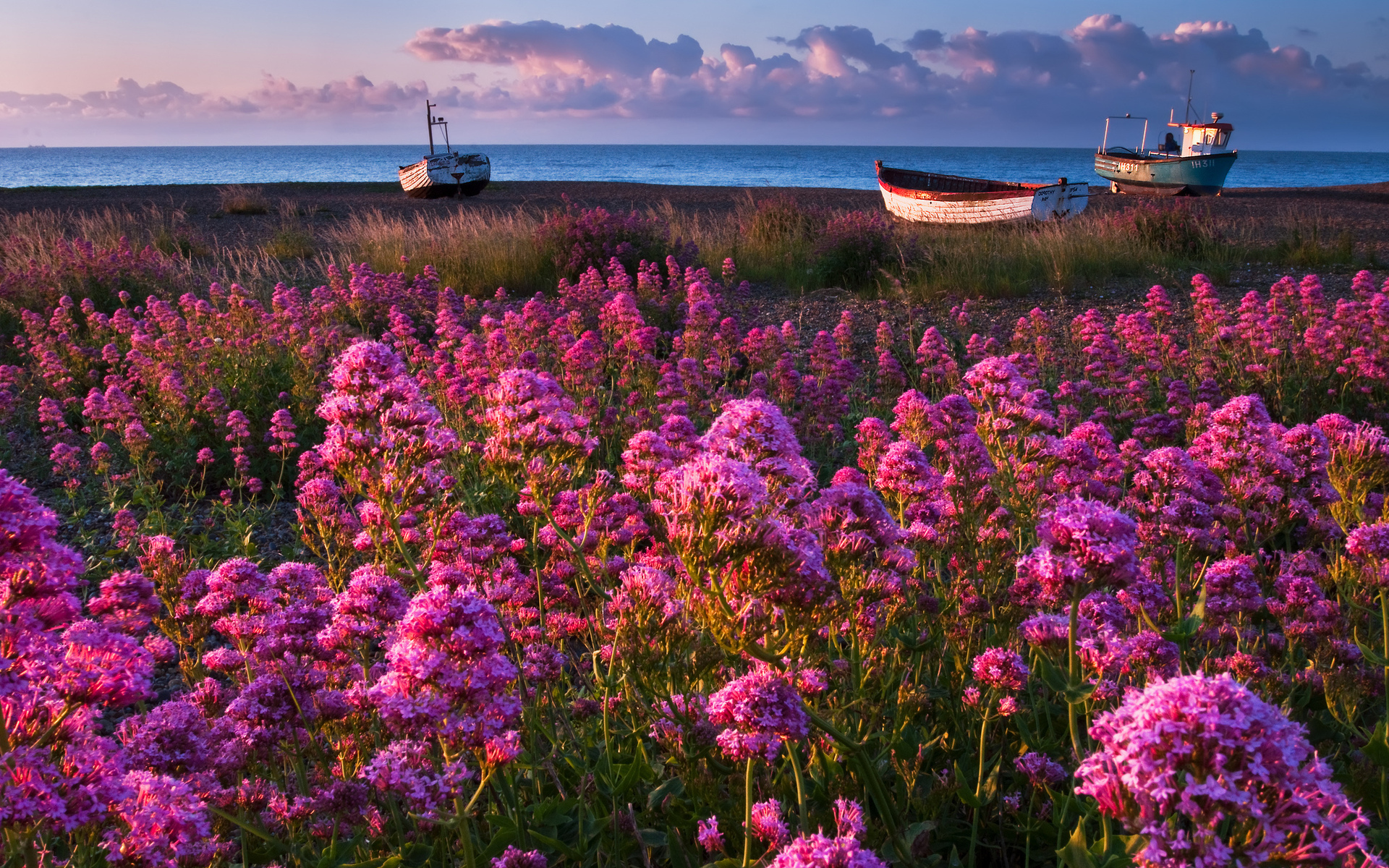 Nature flowers pink purple plants fields landscapes boats vehicles ocean sea seascape sky skies clouds wallpaperx1200