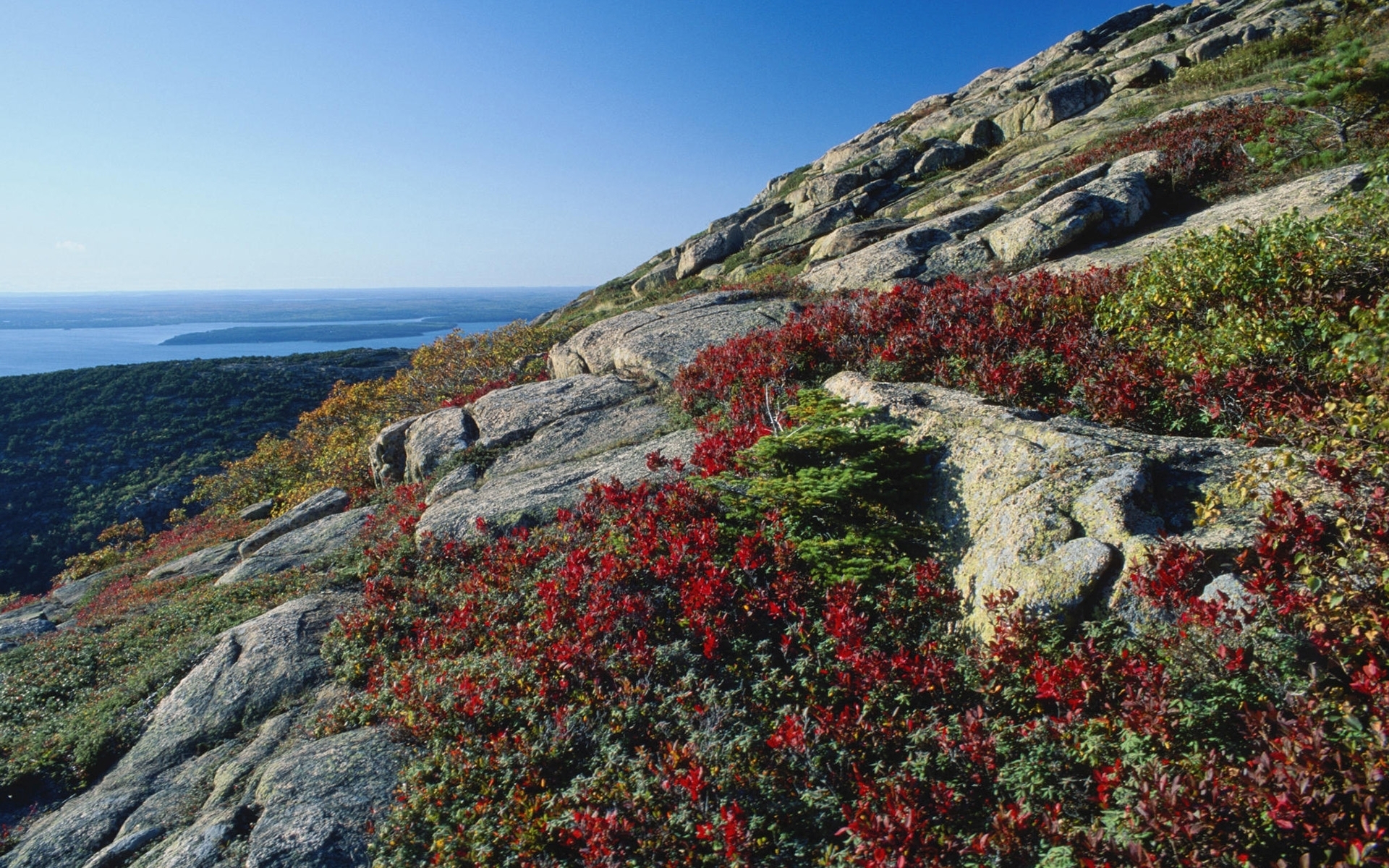 Red Flowers Cliffs Nice Ocean wallpaper. Red Flowers Cliffs Nice Ocean