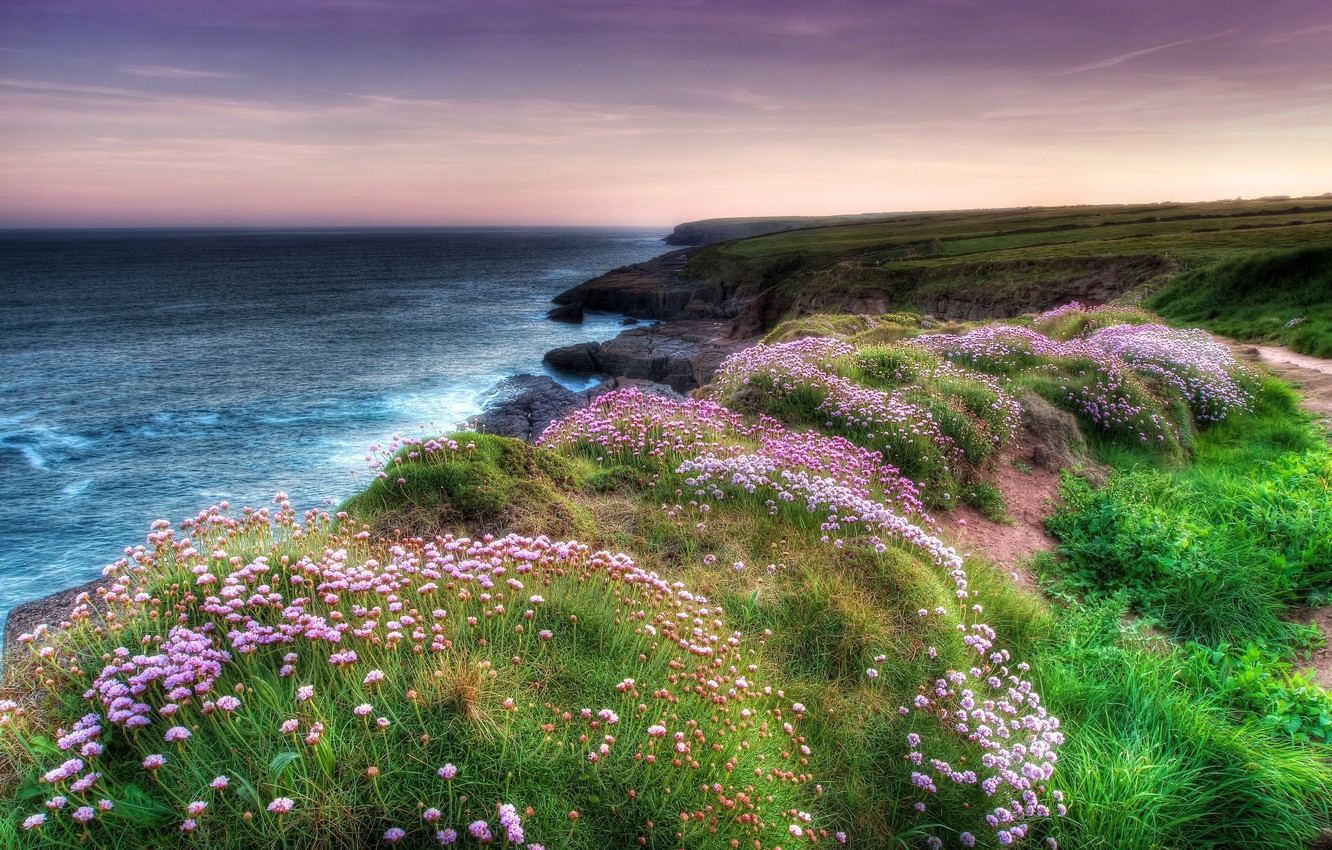 Wallpaper sea, flowers, nature, coast image for desktop, section пейзажи