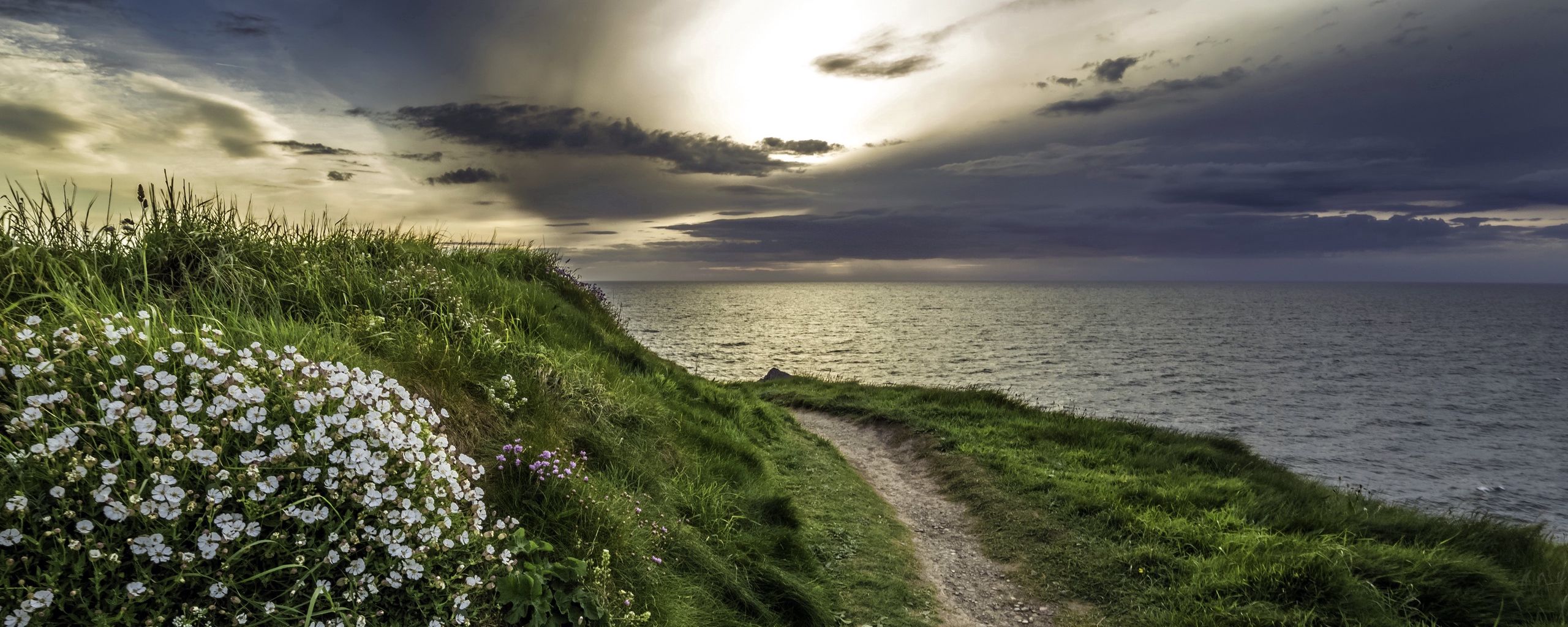 Download wallpaper 2560x1024 sea, grass, evening, flowers ultrawide monitor HD background