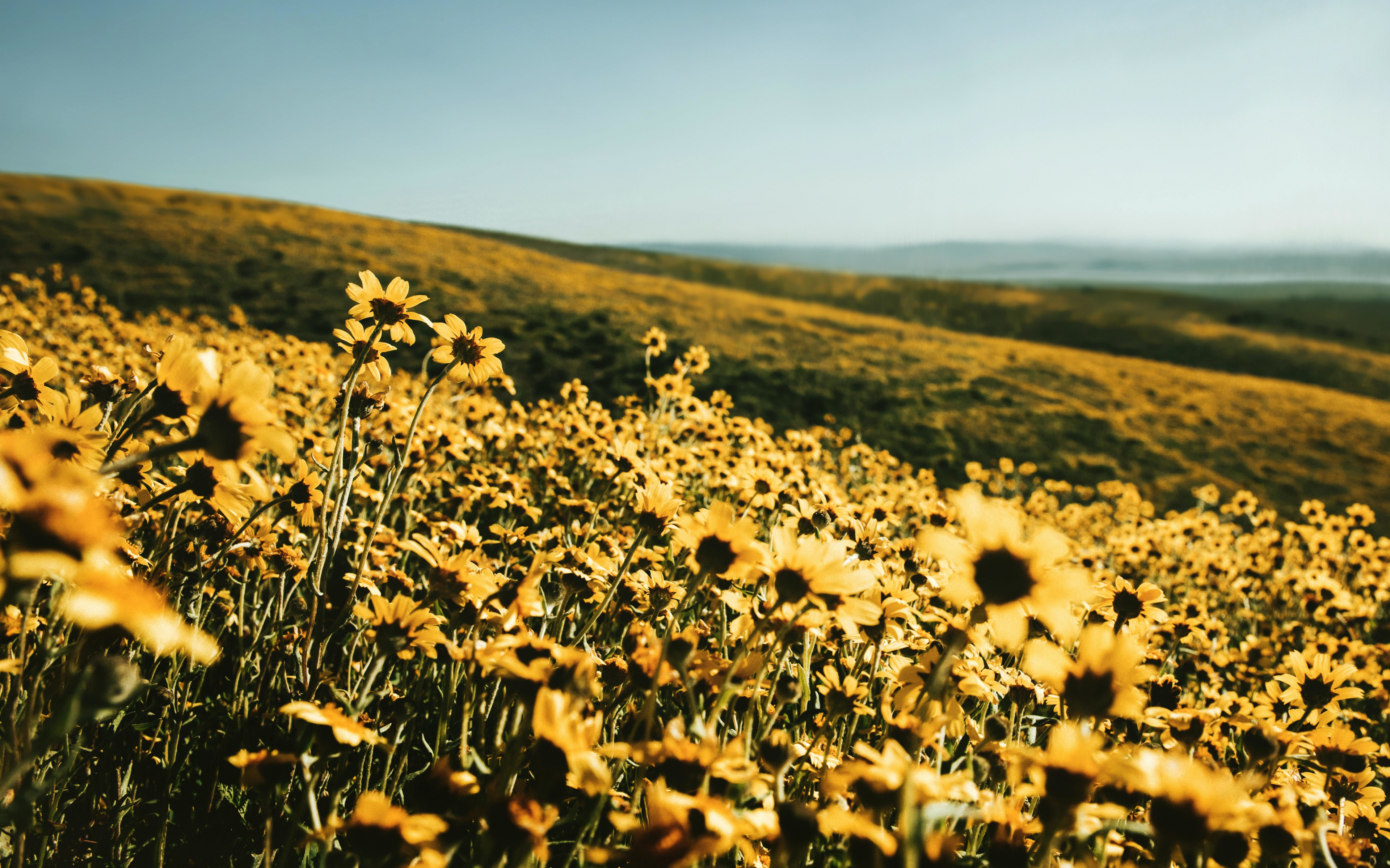 Download 3840x2400 yellow flower field, spring, landscape, nature 4k wallpaper, 4k, ultra HD 16:10 wallpaper, 3840x2400 HD image, background, 25432