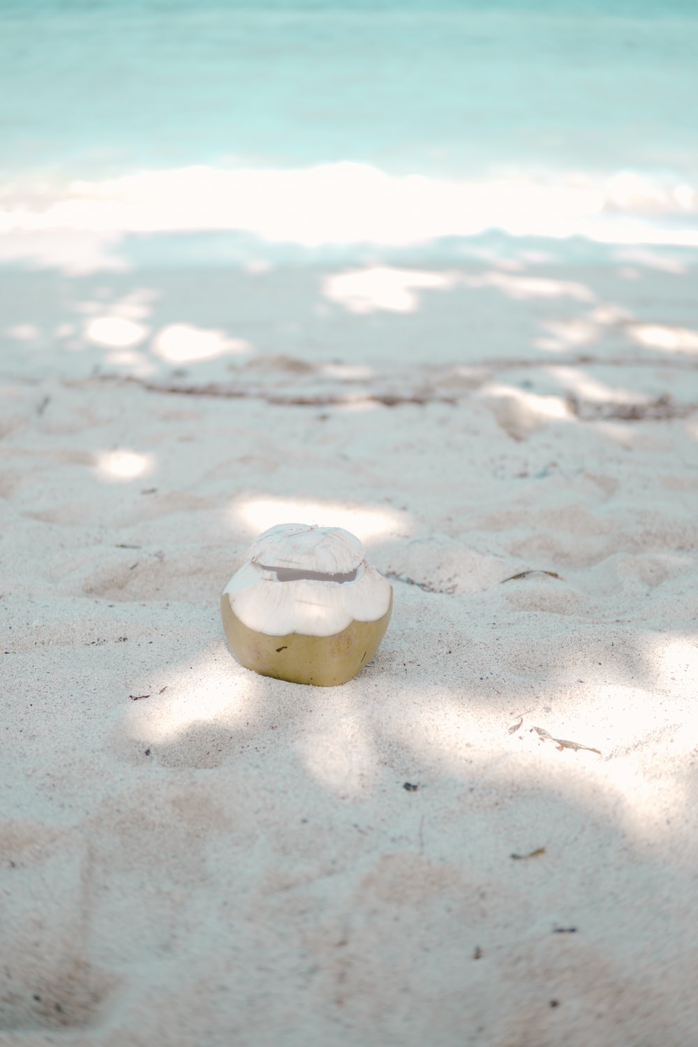 coconut fruit on seashore at daytime photo