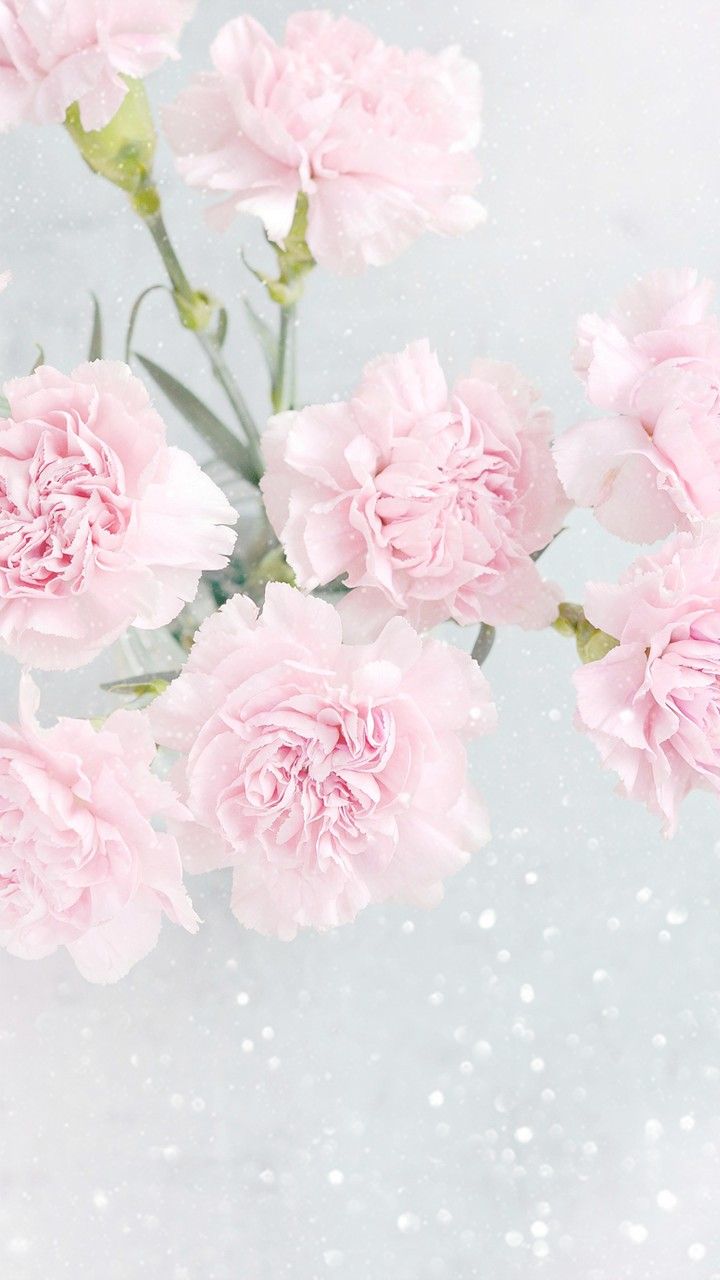 Pink carnations. Pink flowers wallpaper, Beautiful flowers wallpaper, Flower phone wallpaper