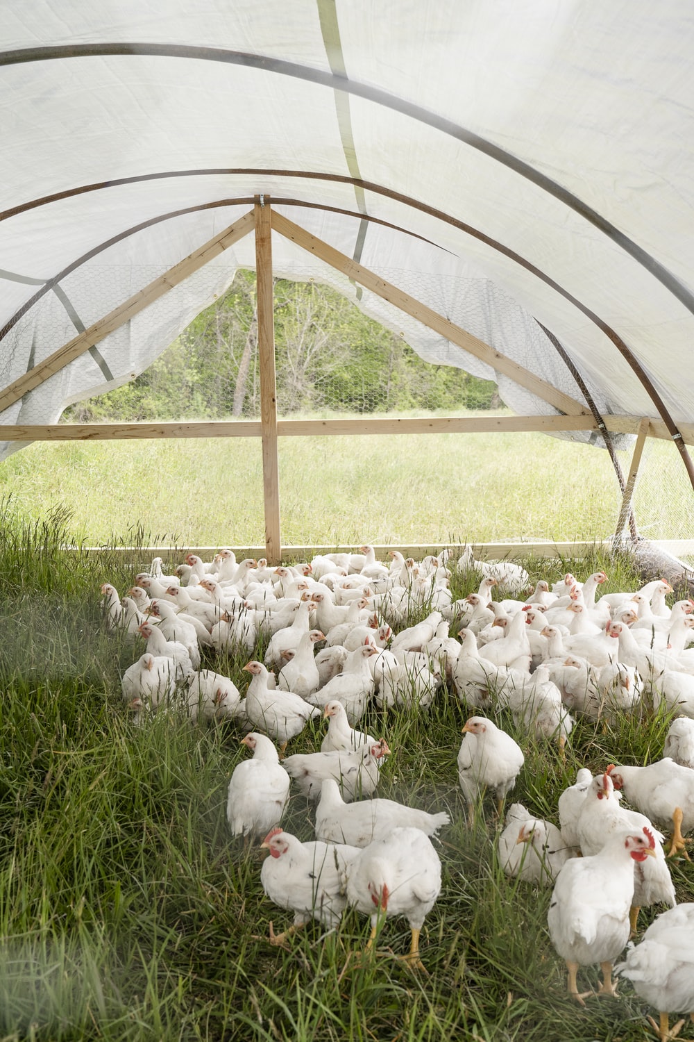 Chicken Farm Picture. Download Free Image