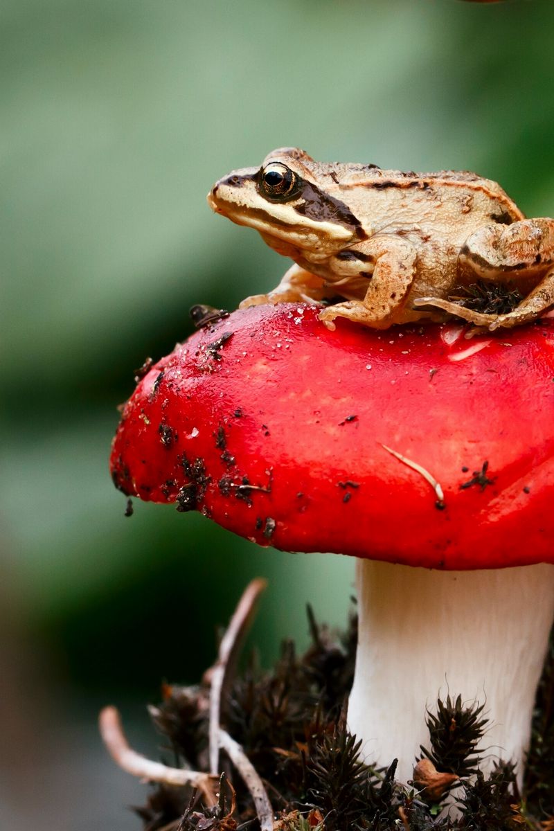 Download Wallpaper 800x1200 Frog, Mushroom, Toadstool, Sit, Close Up Iphone 4s 4 For Parallax HD Background